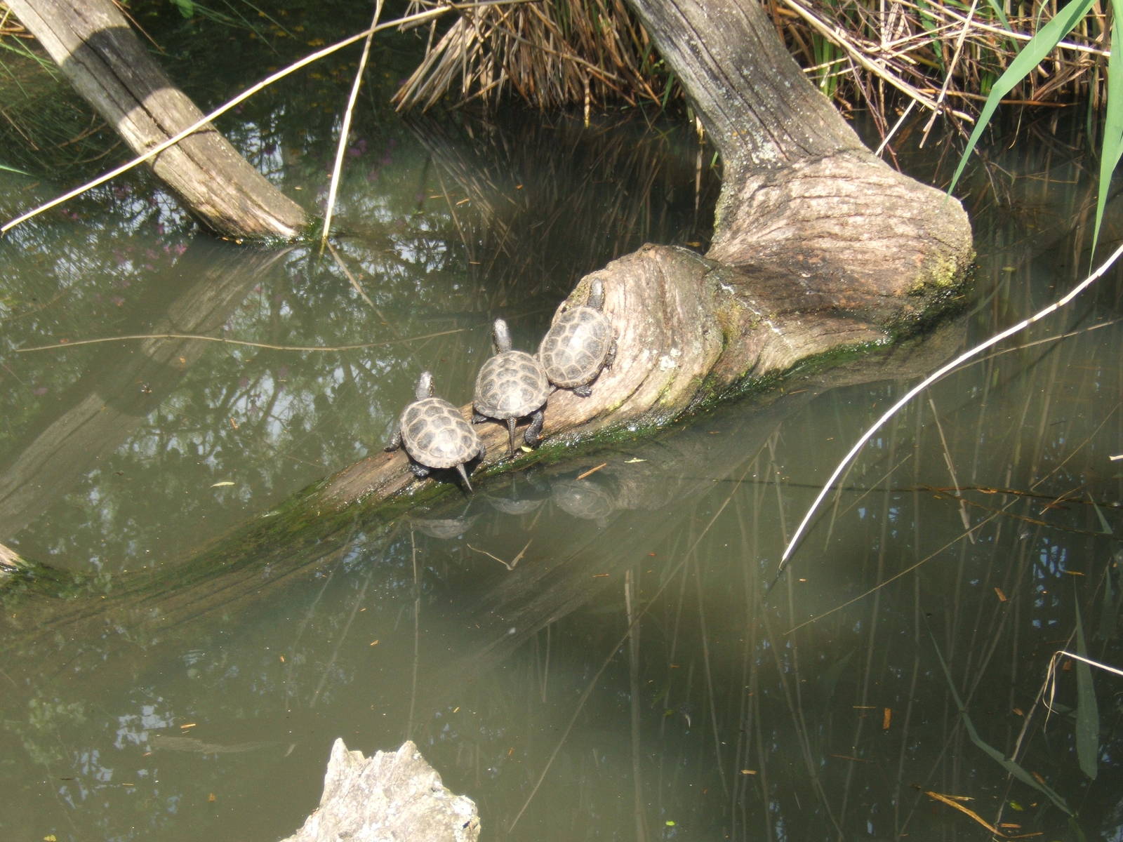 European Pond Turtle