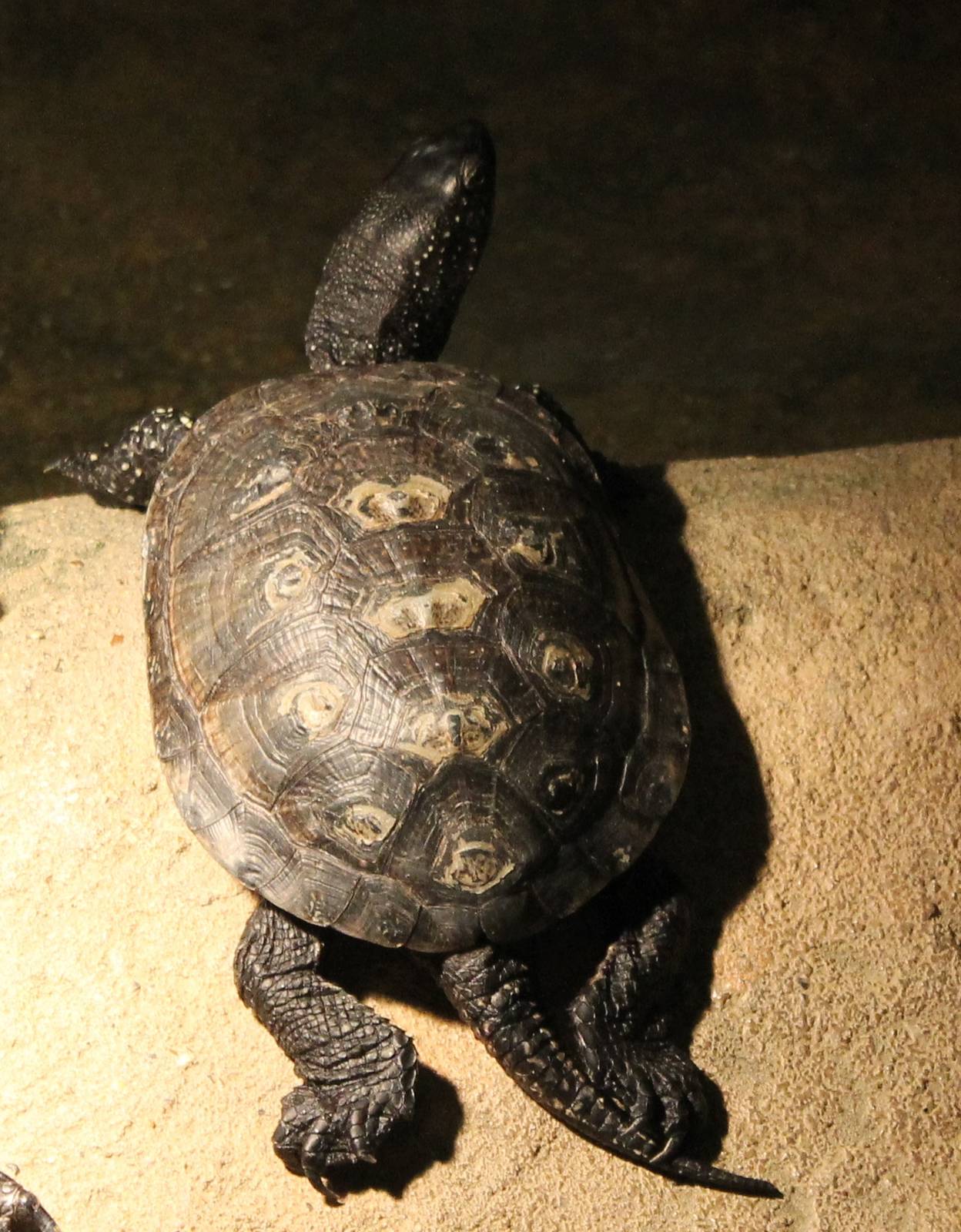 European pond turtle