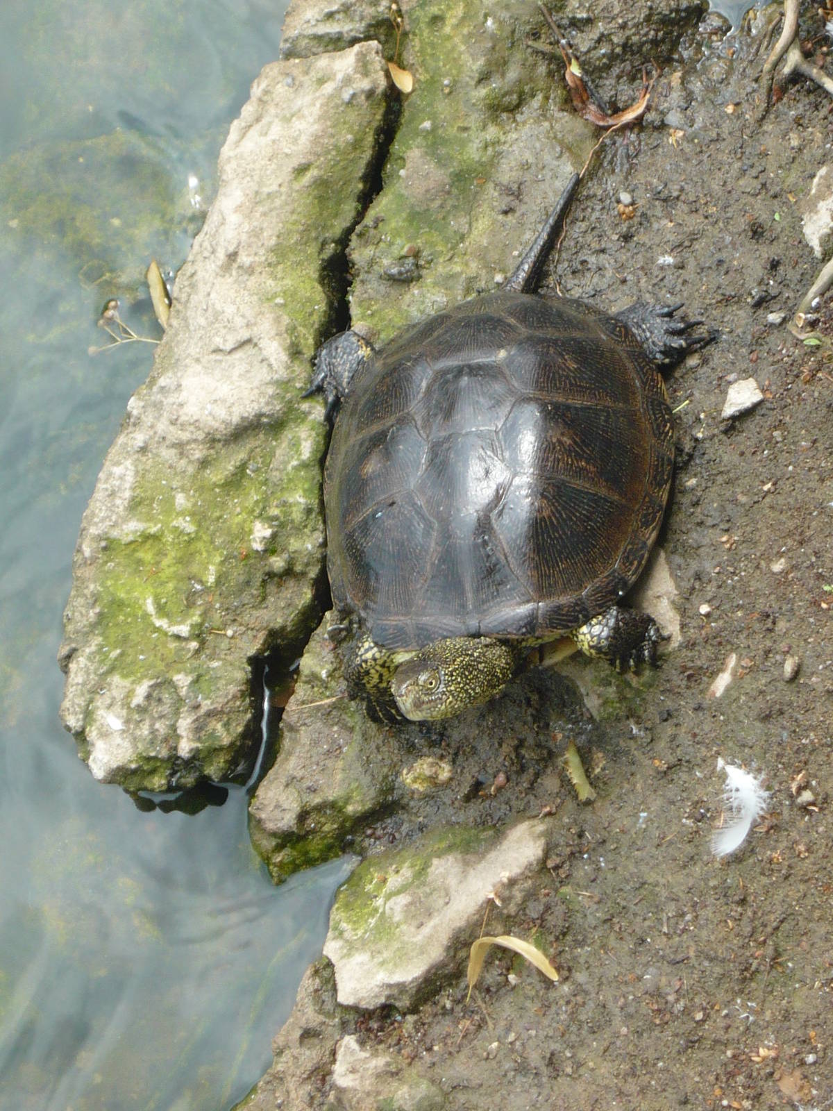 European pond turtle