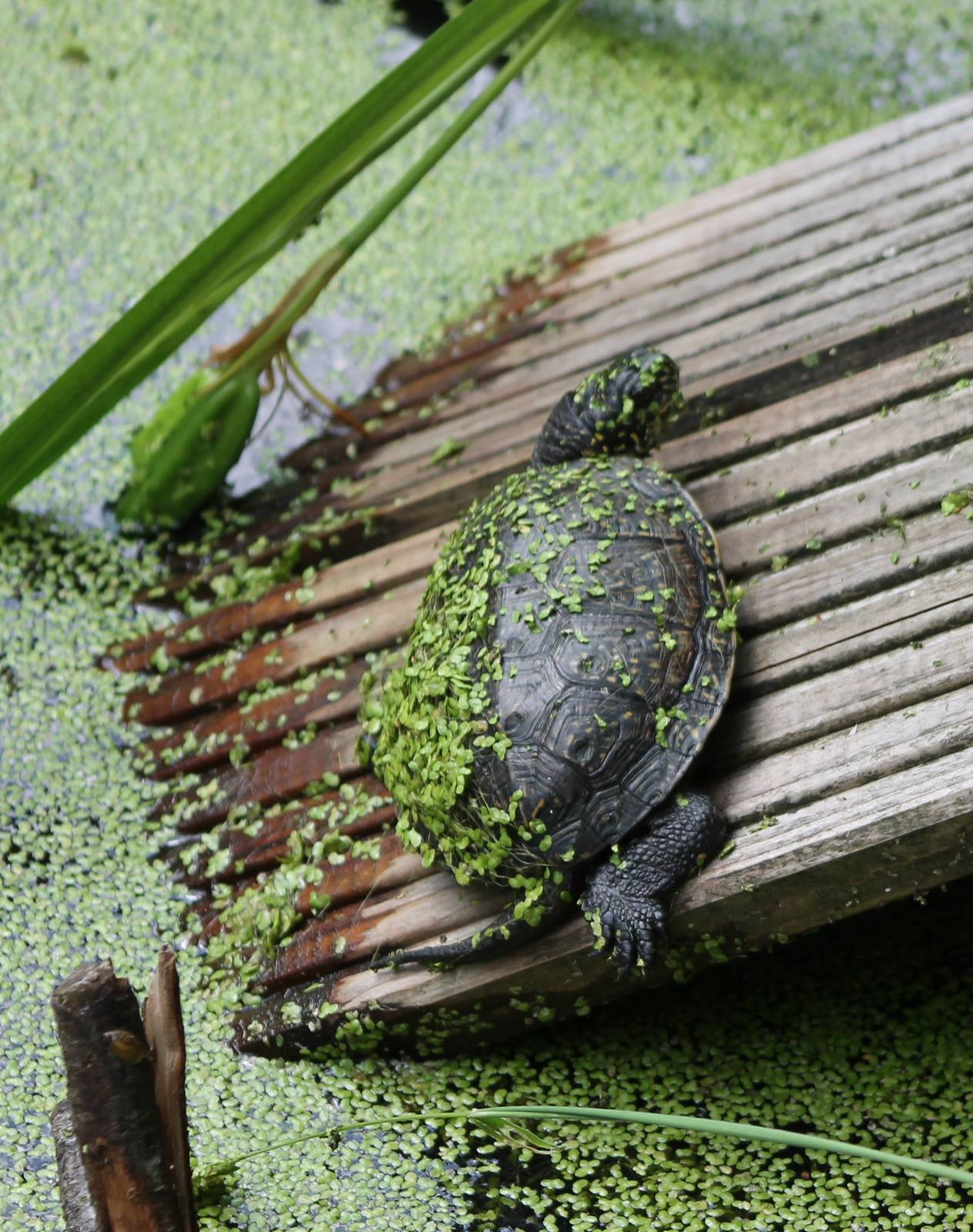 European pond turtle