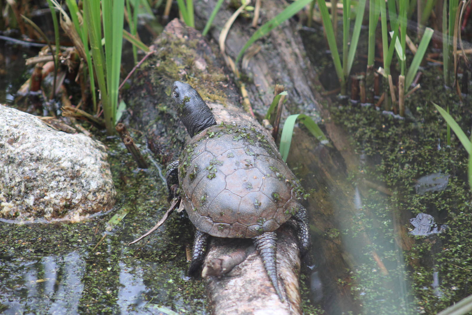 European Pond Turtle