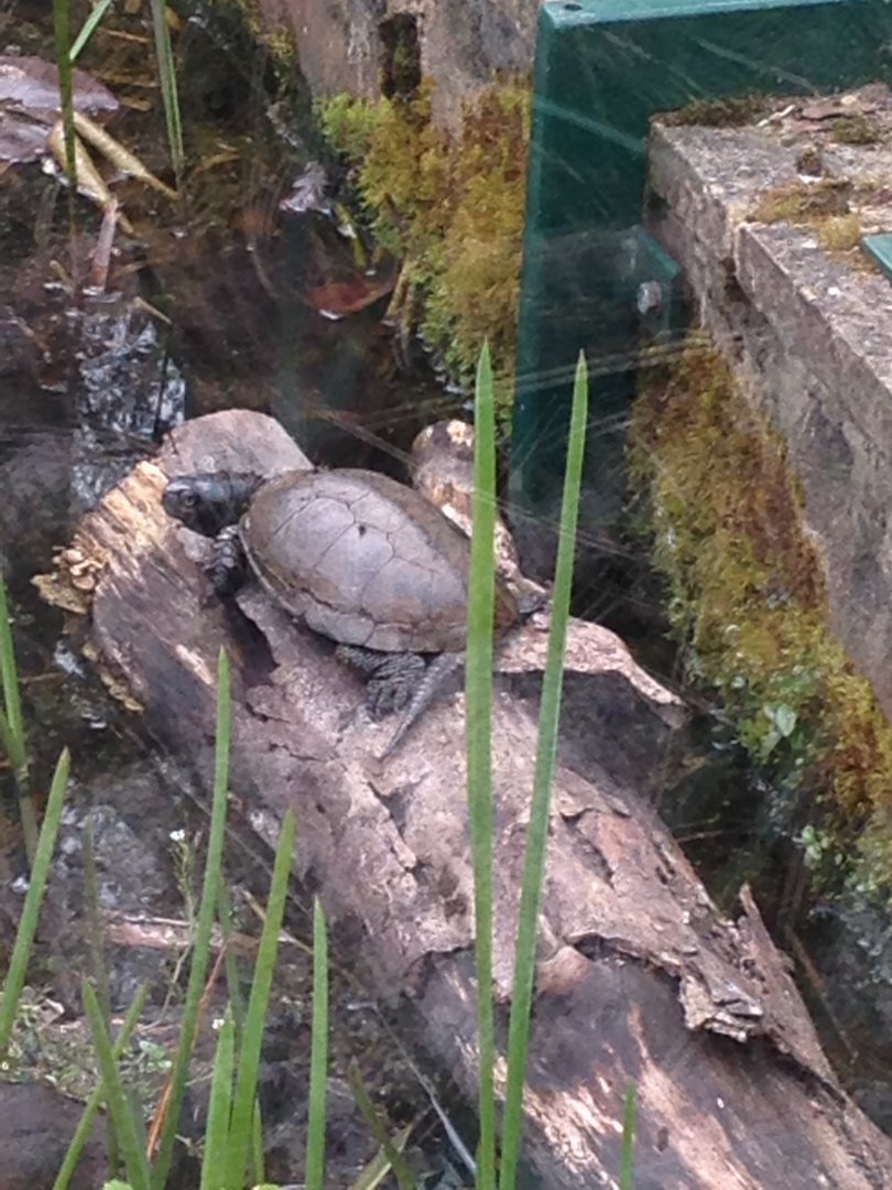 European pond turtle