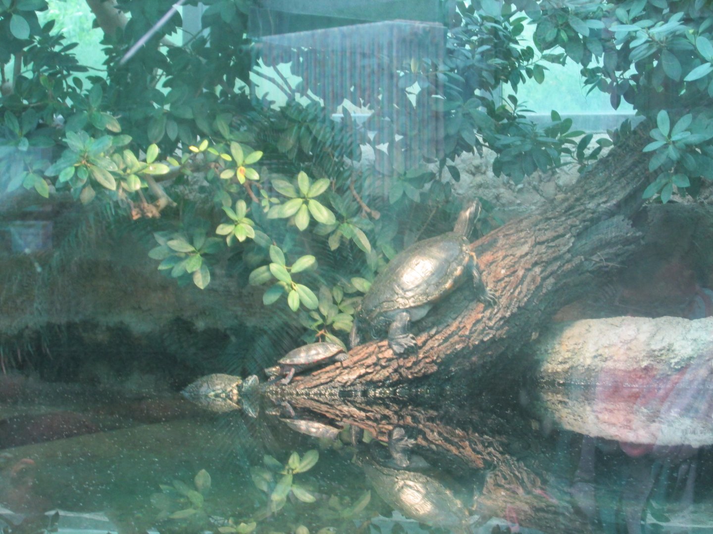 european pond turtle