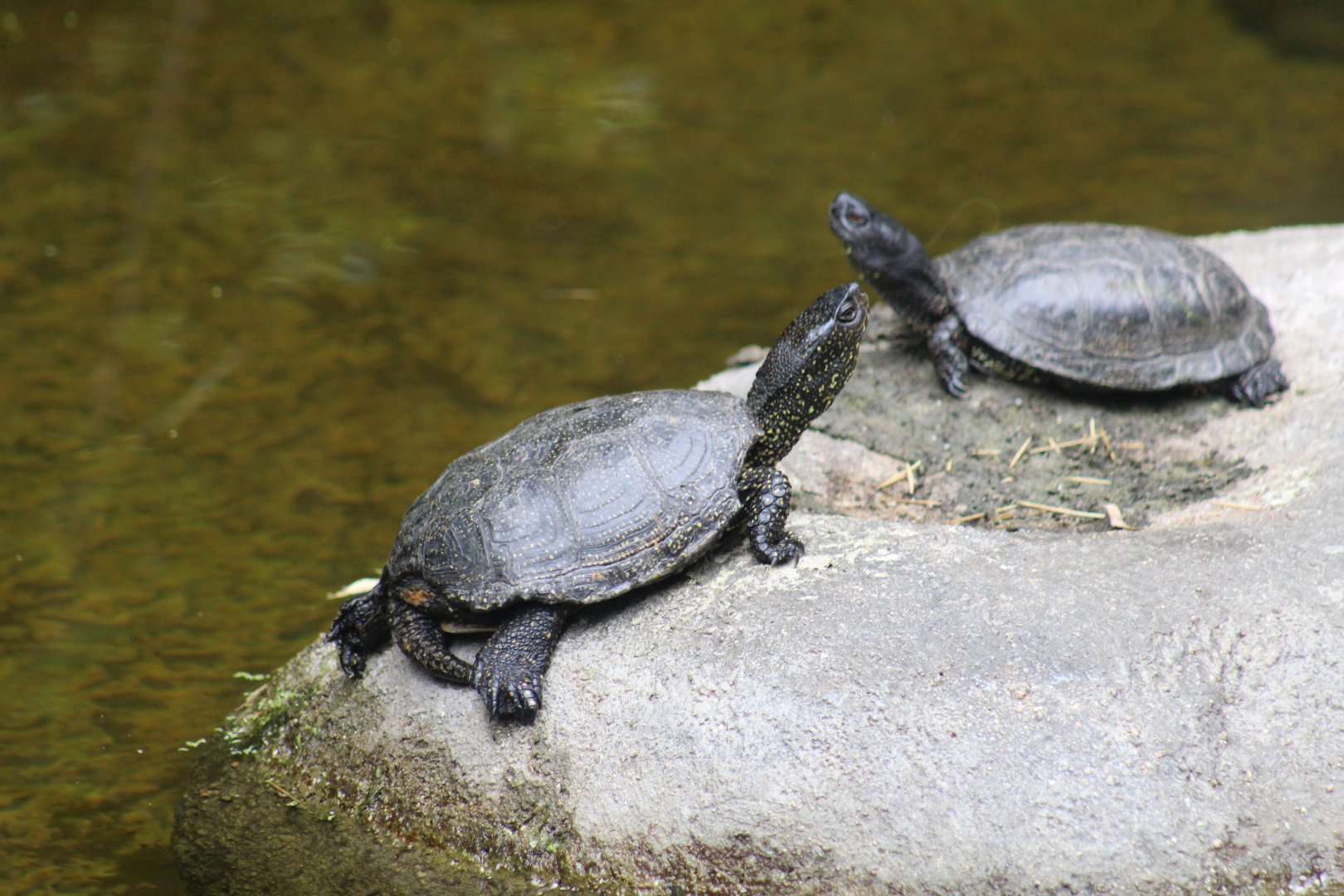 European Pond Turtle