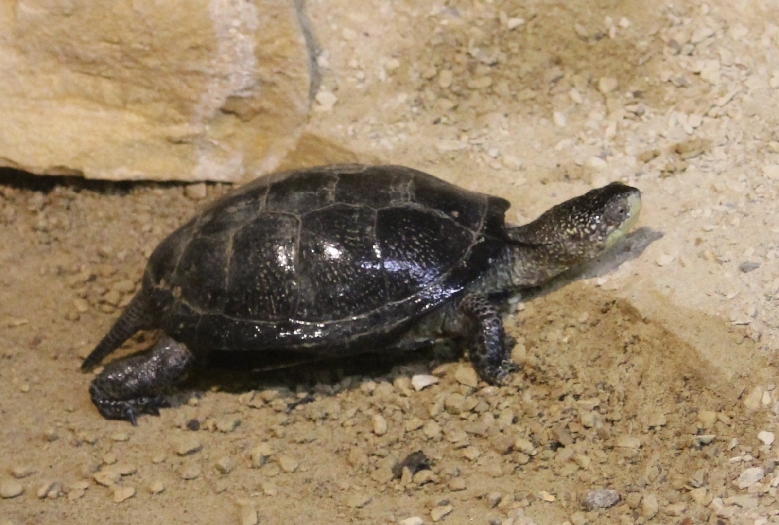European pond turtle