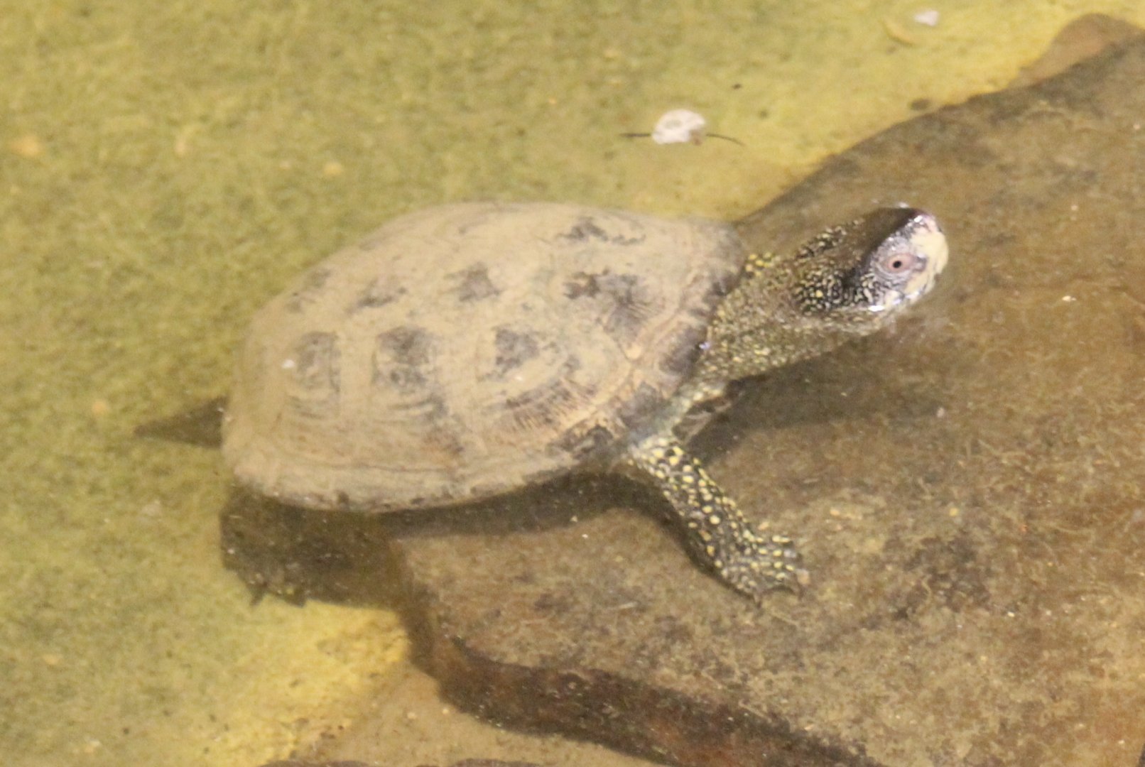 European pond turtle