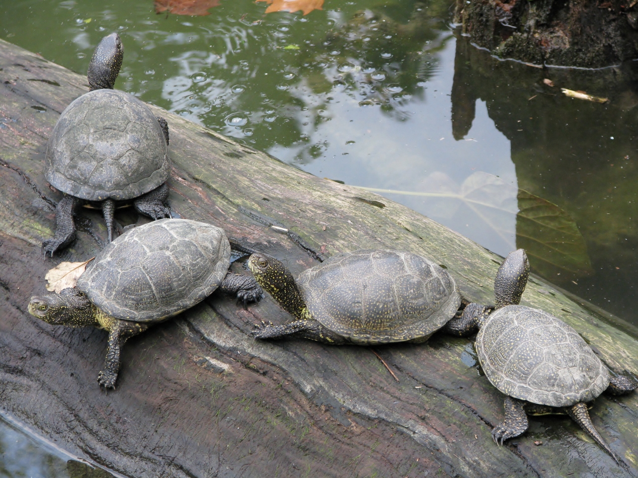 European pond turtle