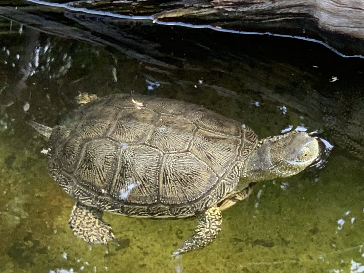 European Pond Turtle