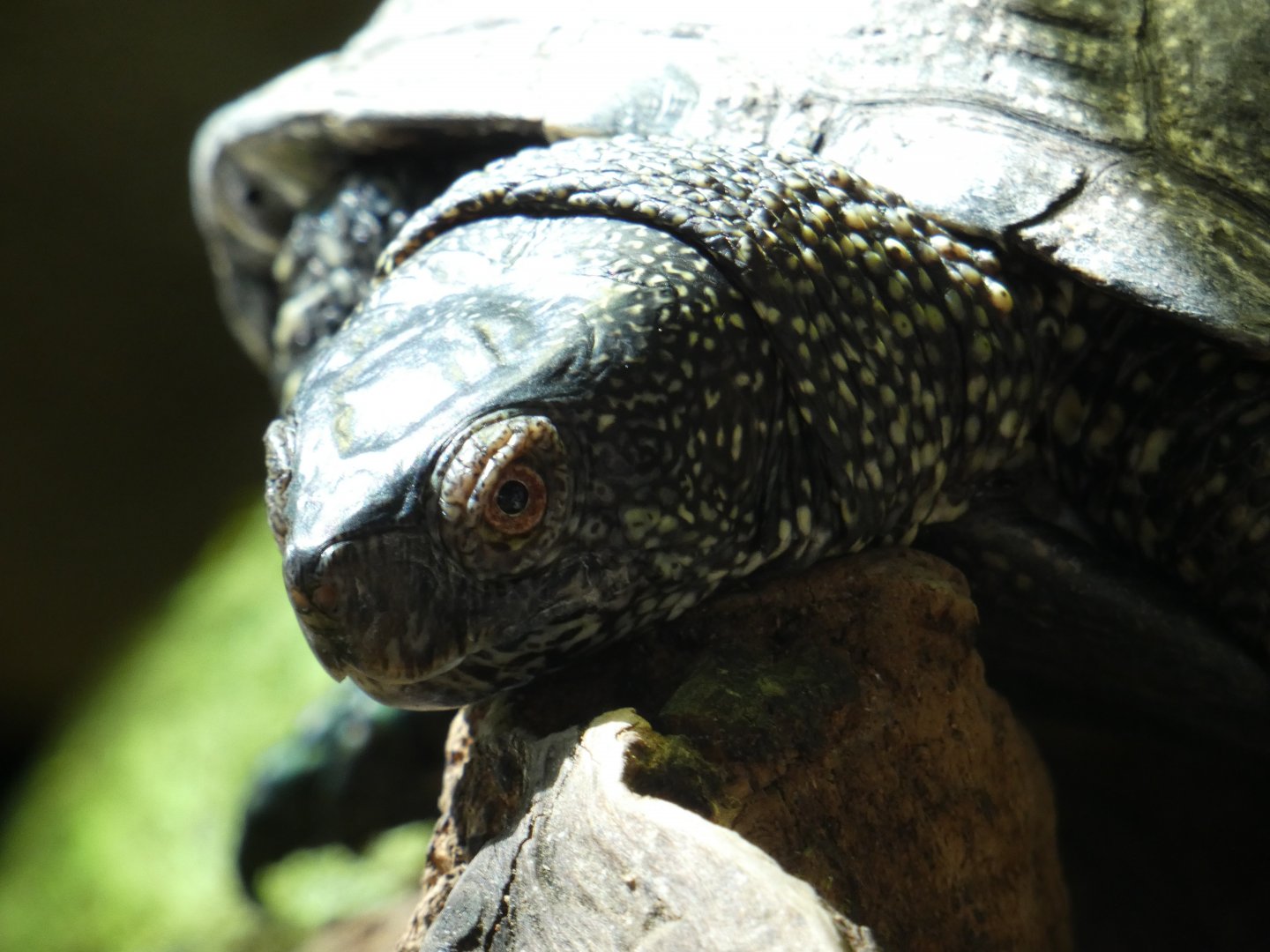 European pond turtle