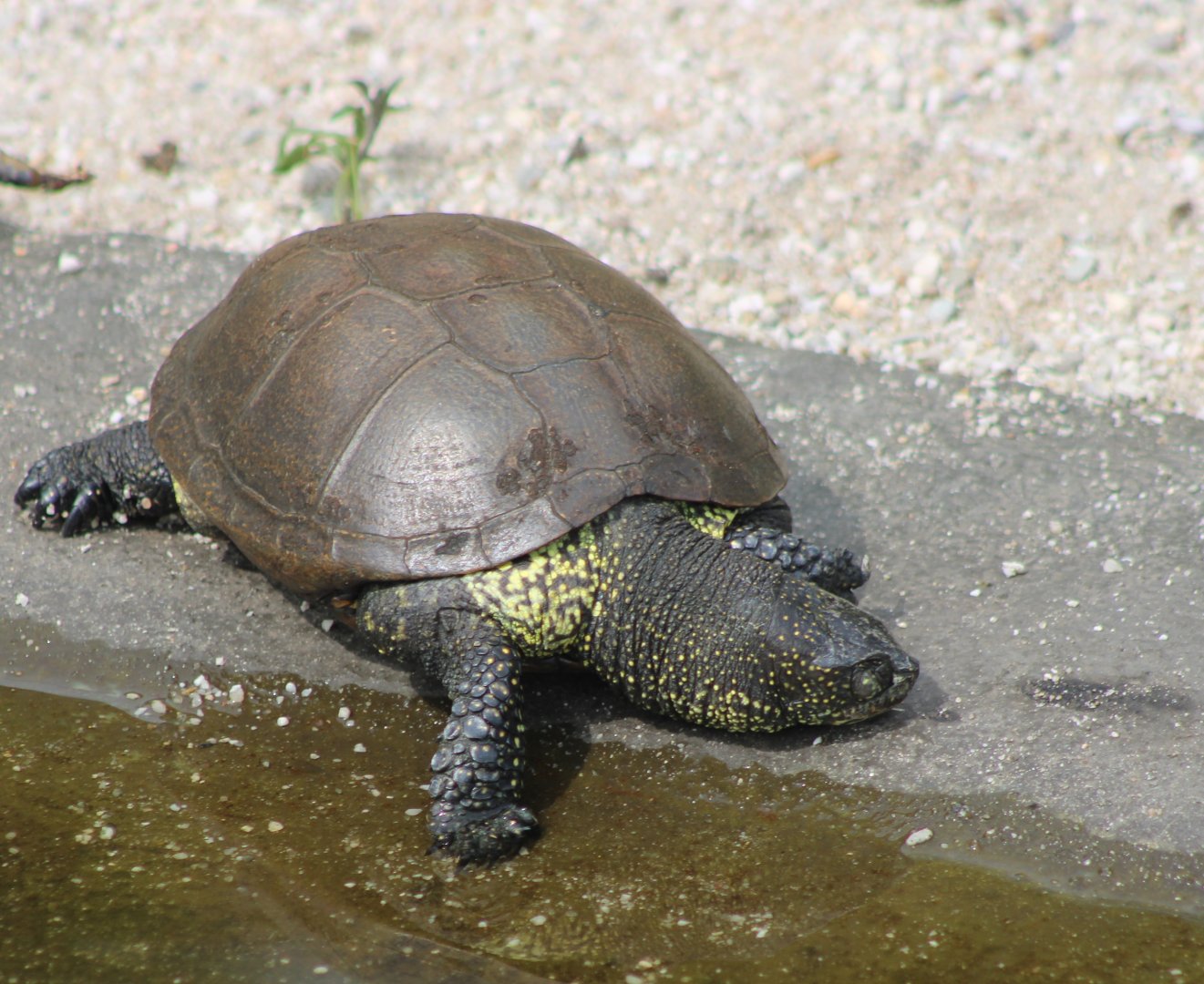 European pond turtle