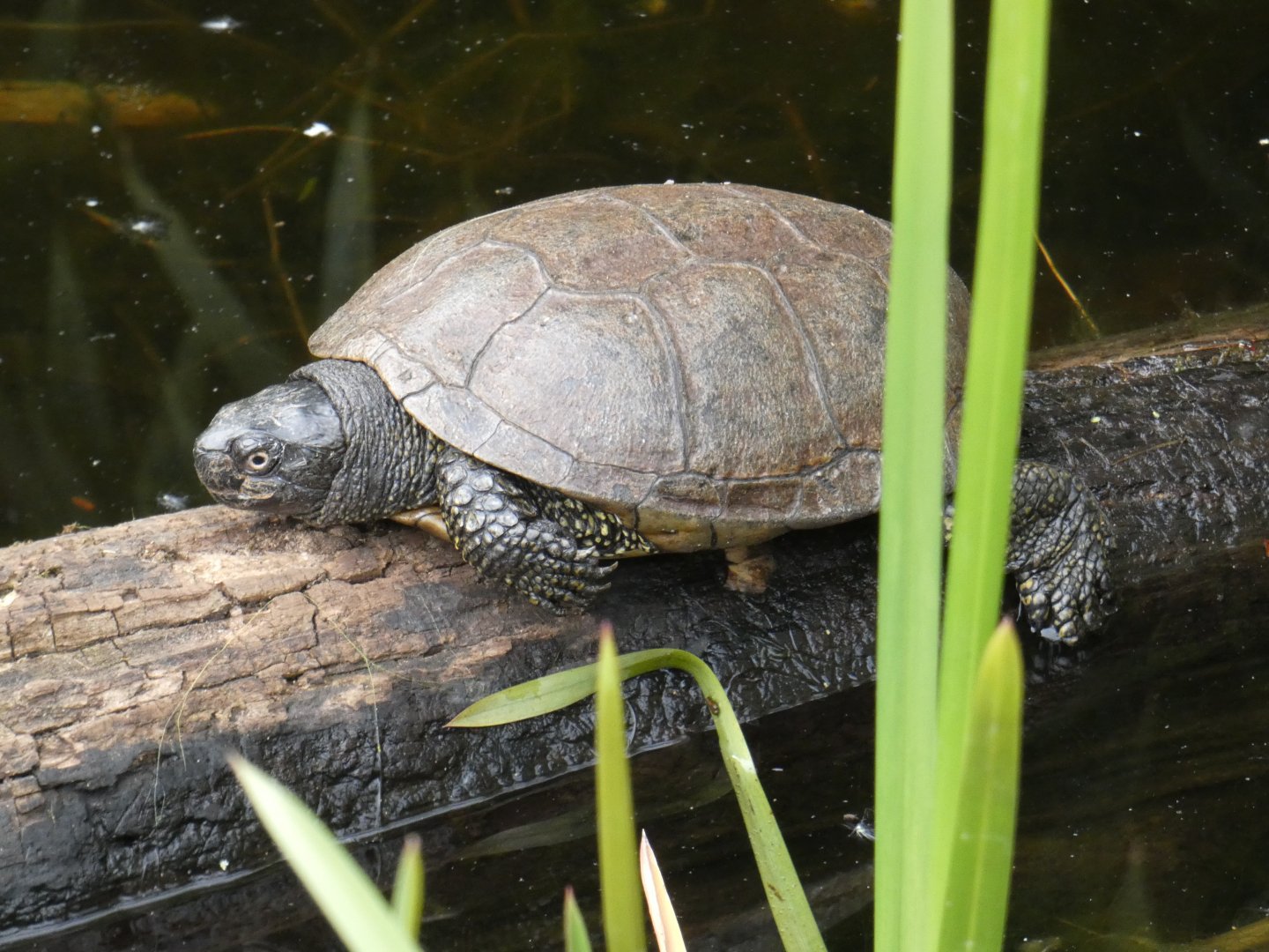 European pond turtle