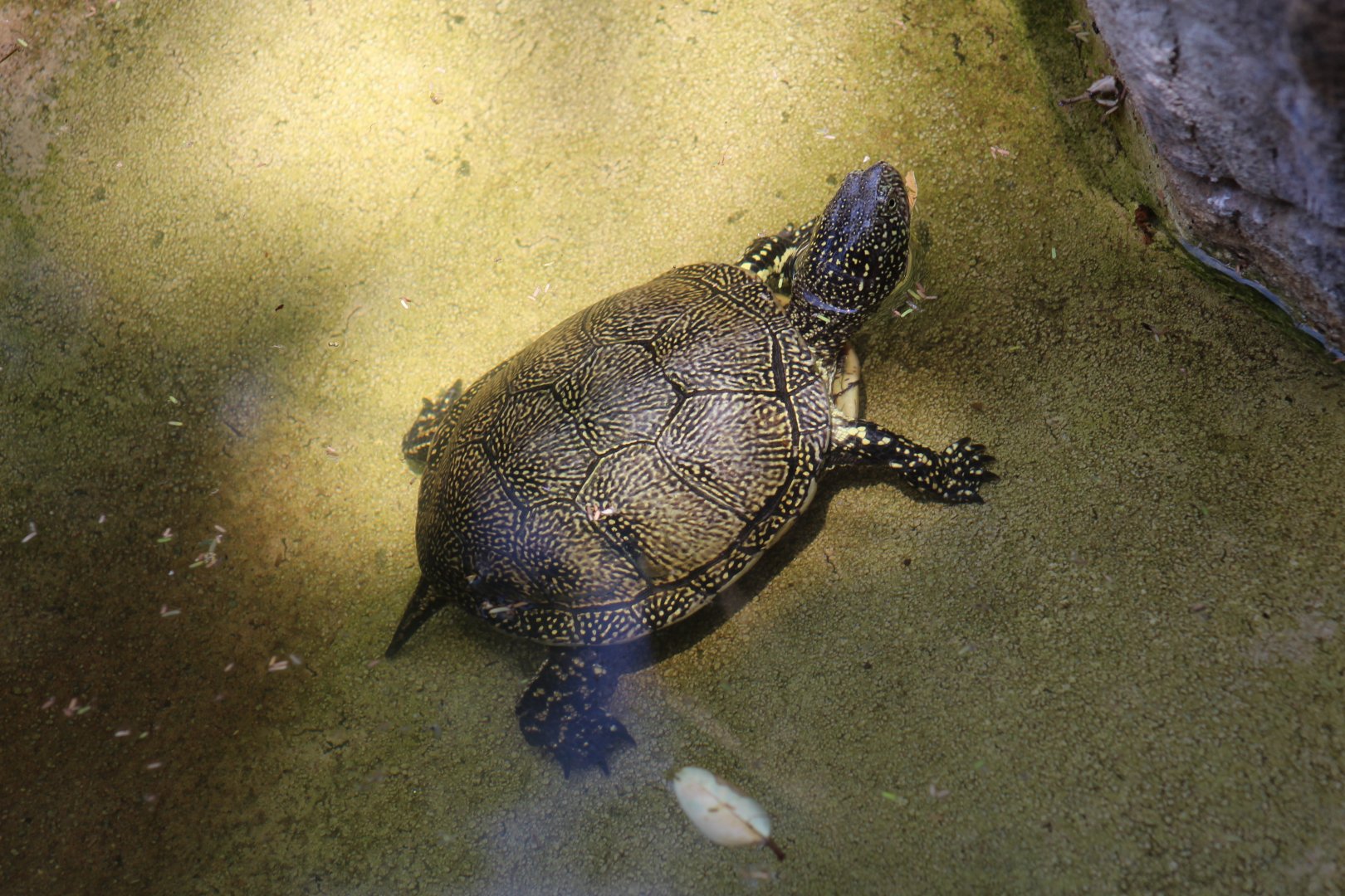 European Pond Turtle