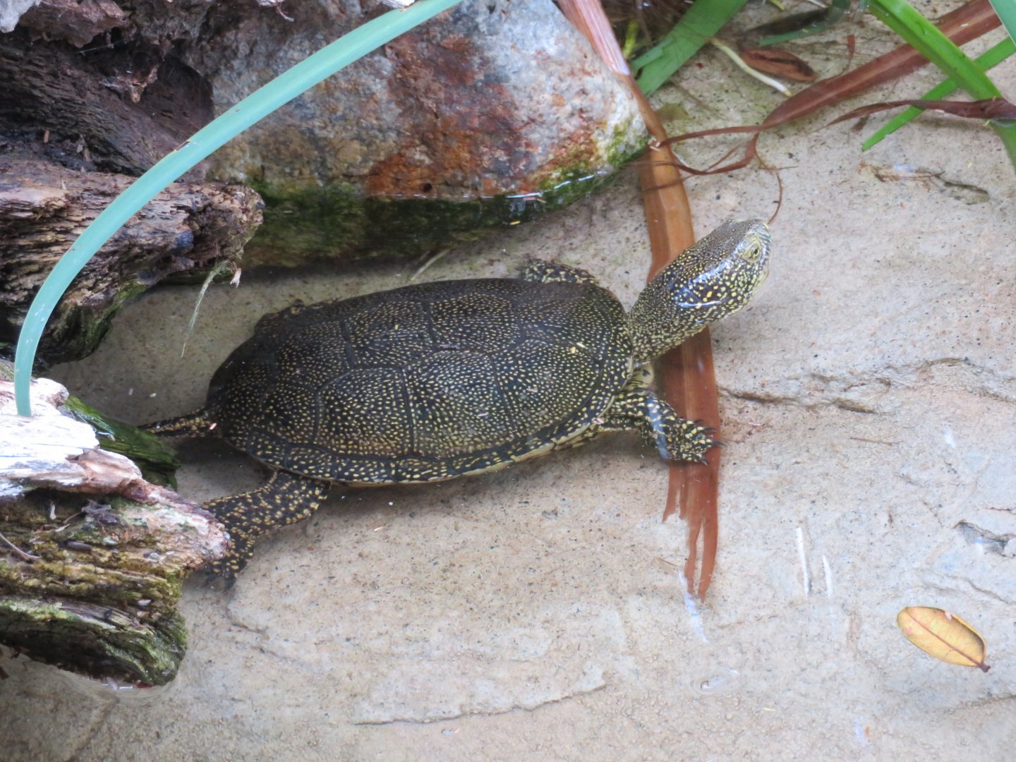 European Pond Turtle