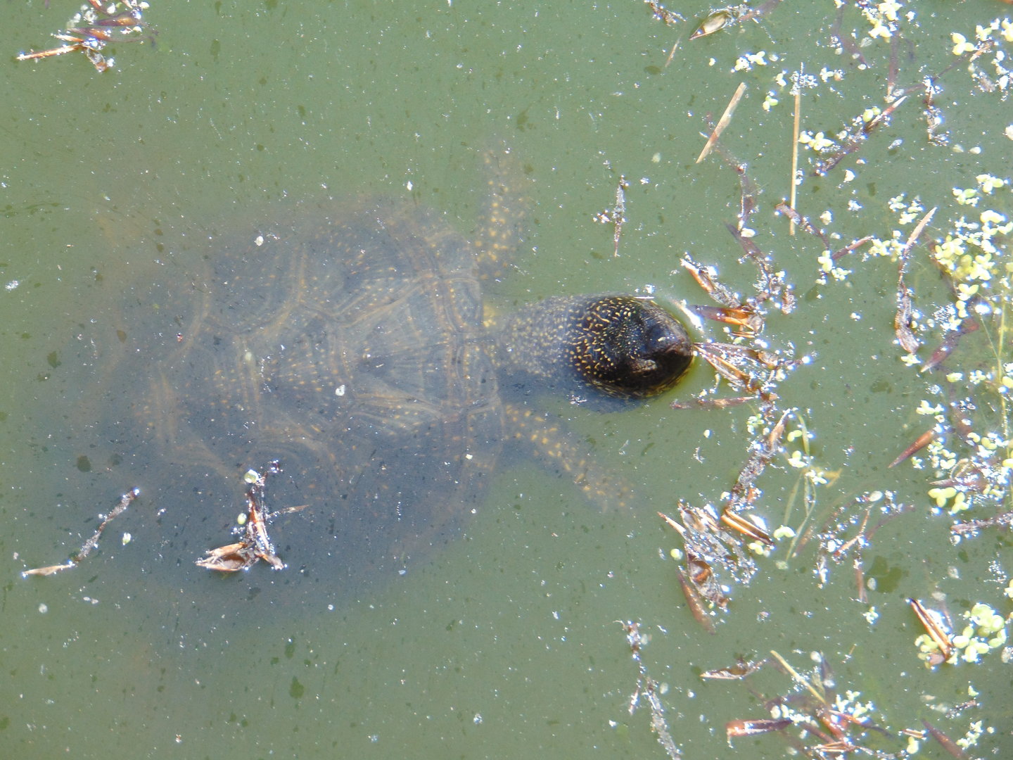 European Pond Turtle