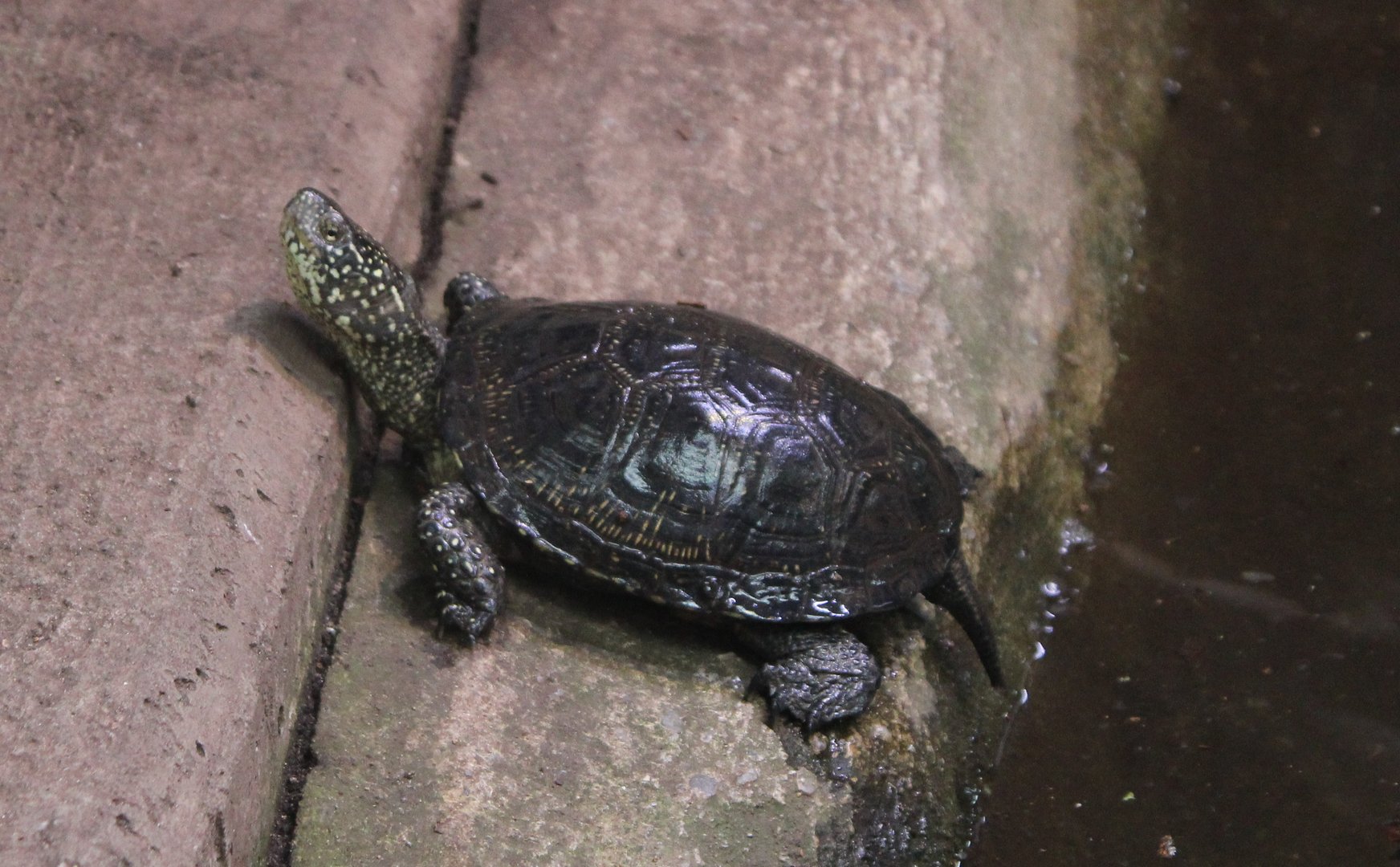 European pond turtle