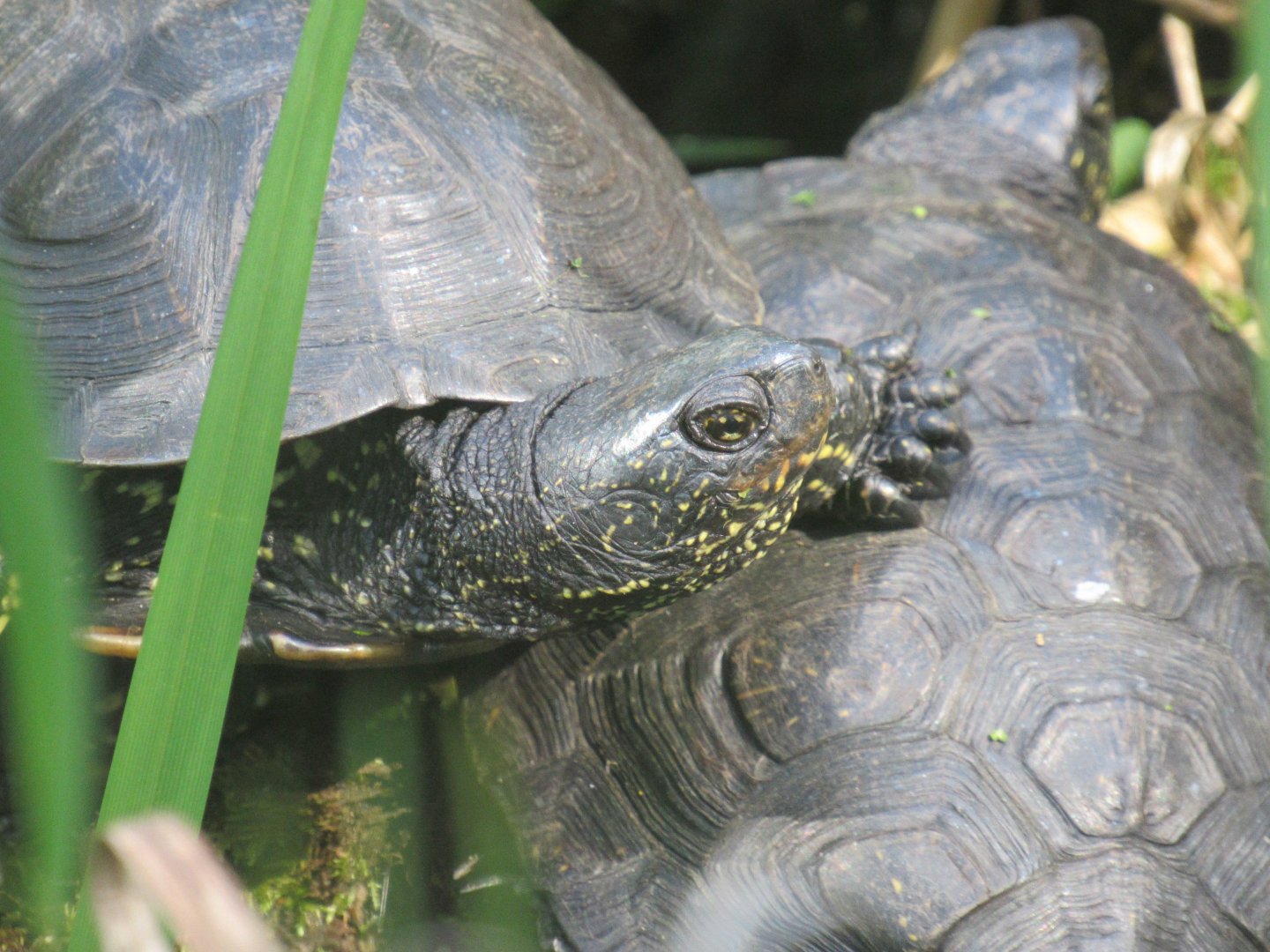 European pond turtle
