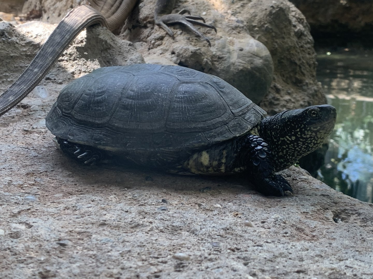 European pond turtle