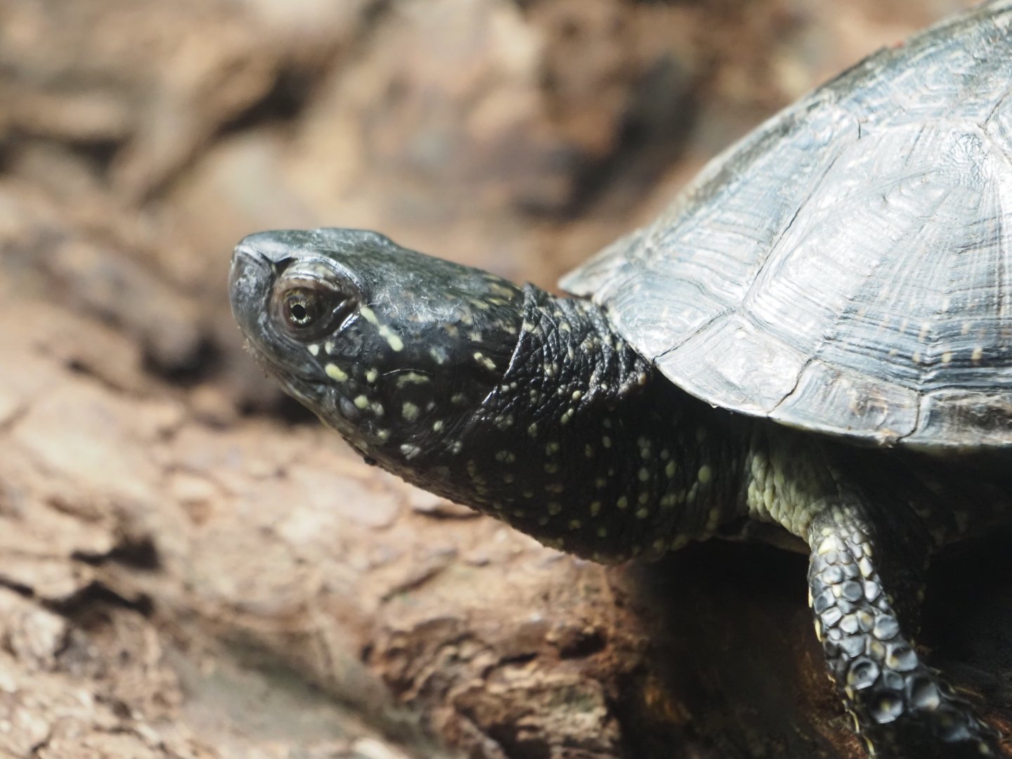 European Pond Turtle