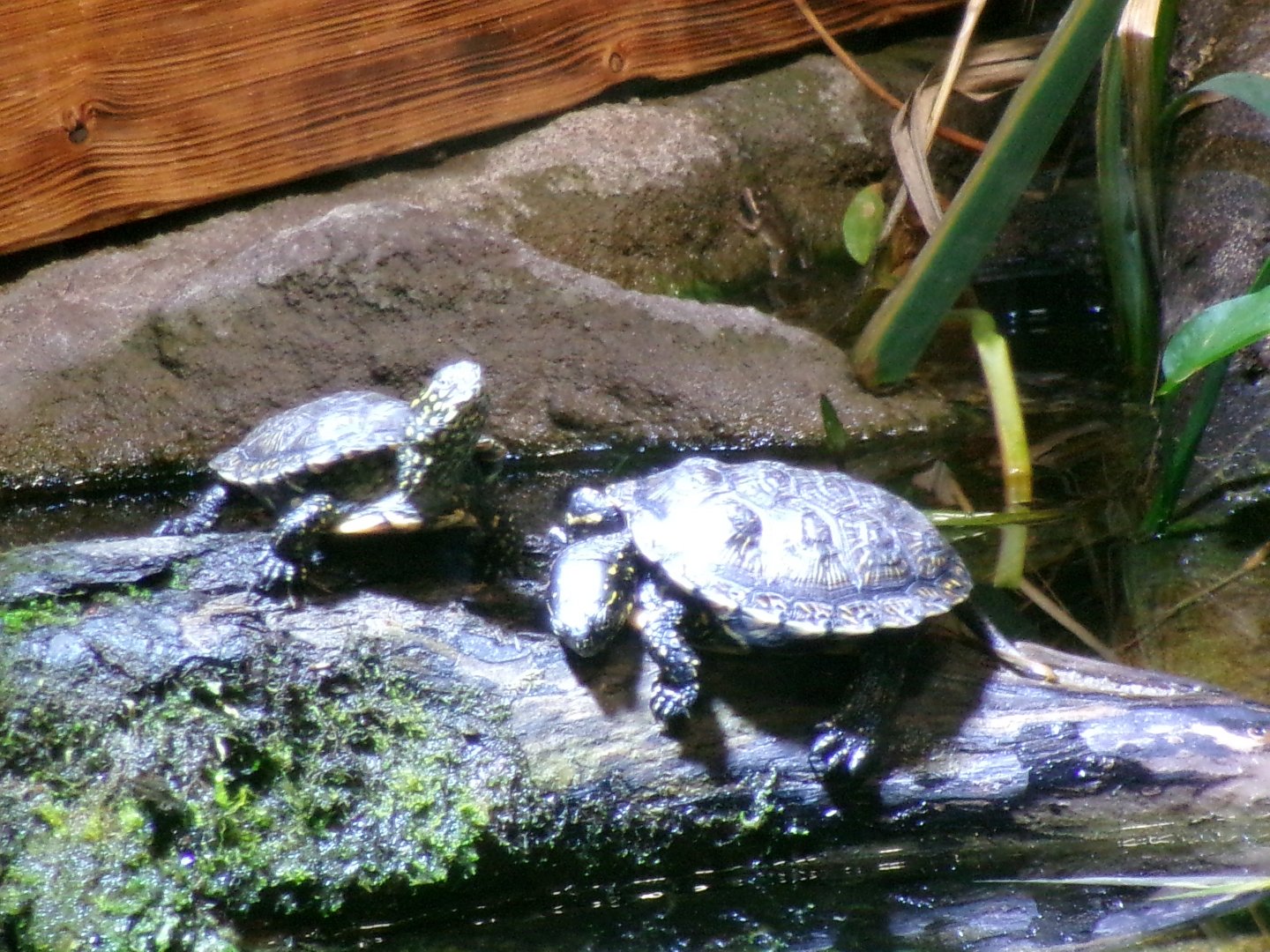 European pond turtle