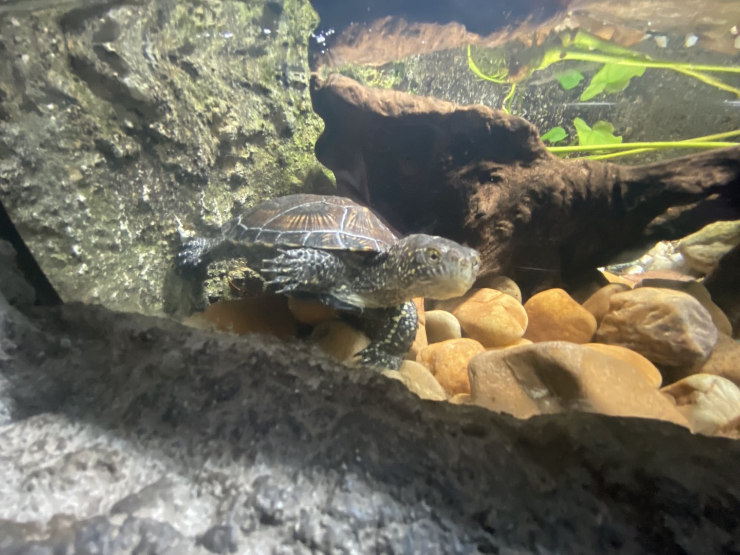 European pond turtle