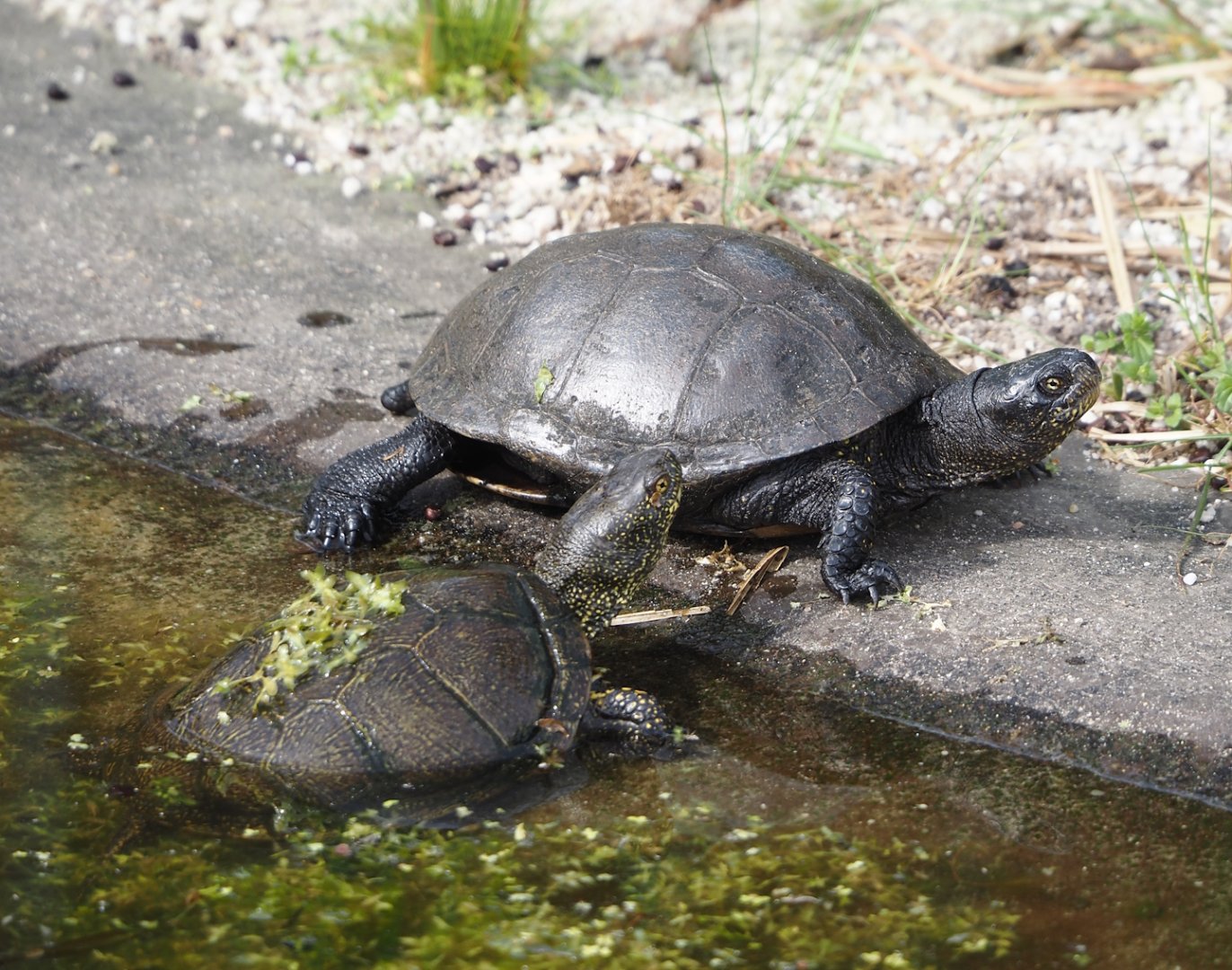 European pond turtles (Emys orbicularis), 2024-04-14