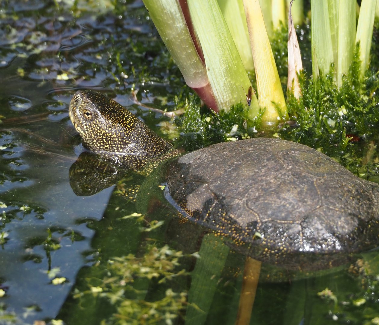 European pond turtles (Emys orbicularis), 2024-04-14