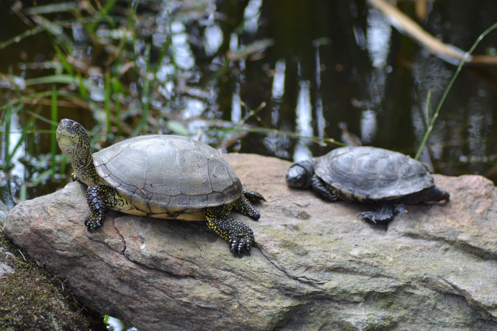 European pond turtles (Emys orbicularis) in Kolmården