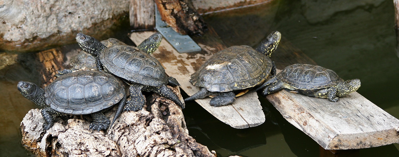 European pond turtles (Emys orbicularis)
