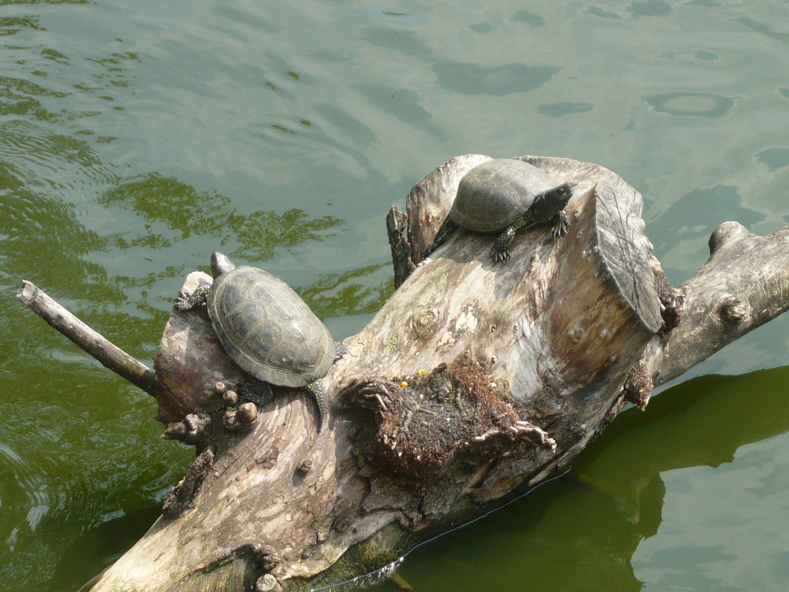 European pond turtles (Emys orbicularis)