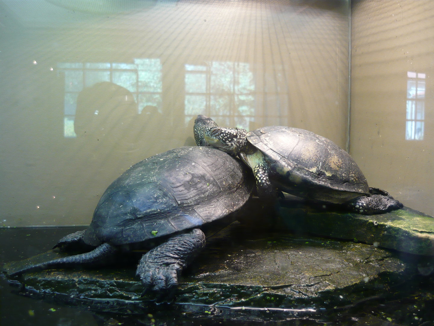 European pond turtles (Emys orbicularis)