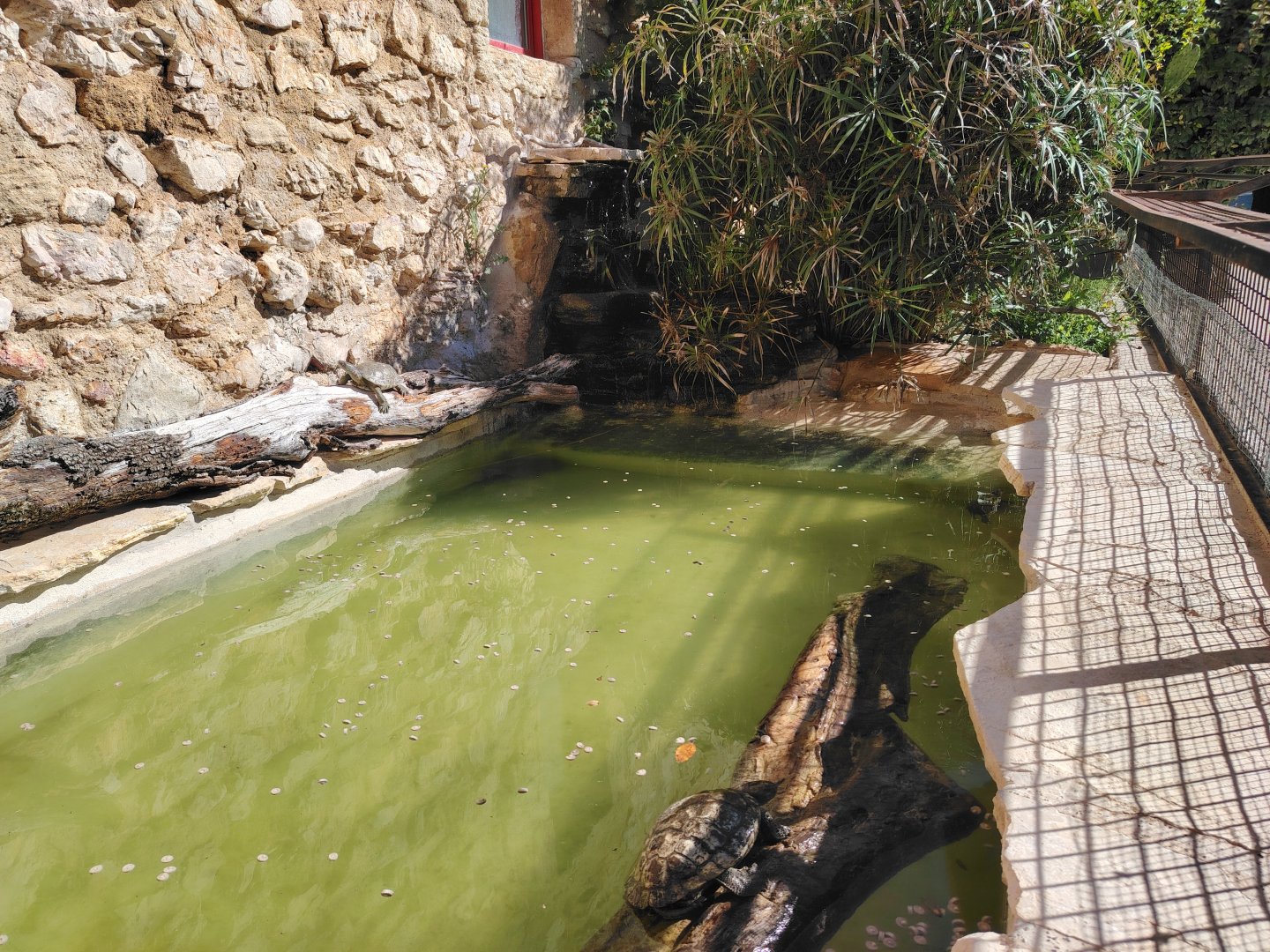 European pond turtles Exhibit