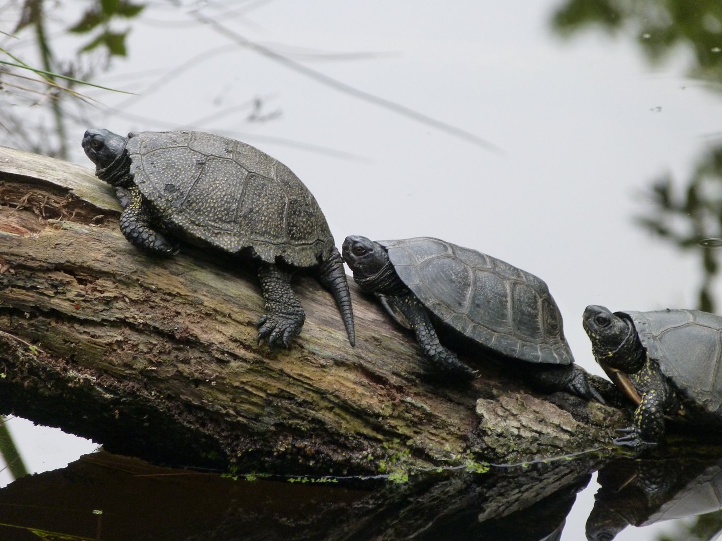 European pond turtles -Zoodyssée (2025)