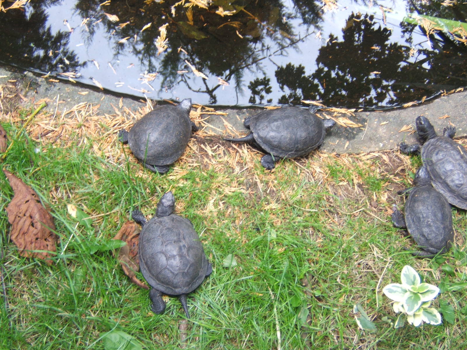 European Pond Turtles