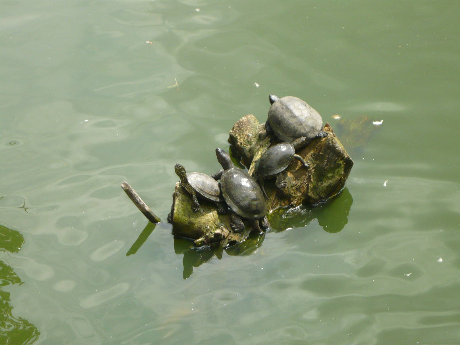 European pond turtles