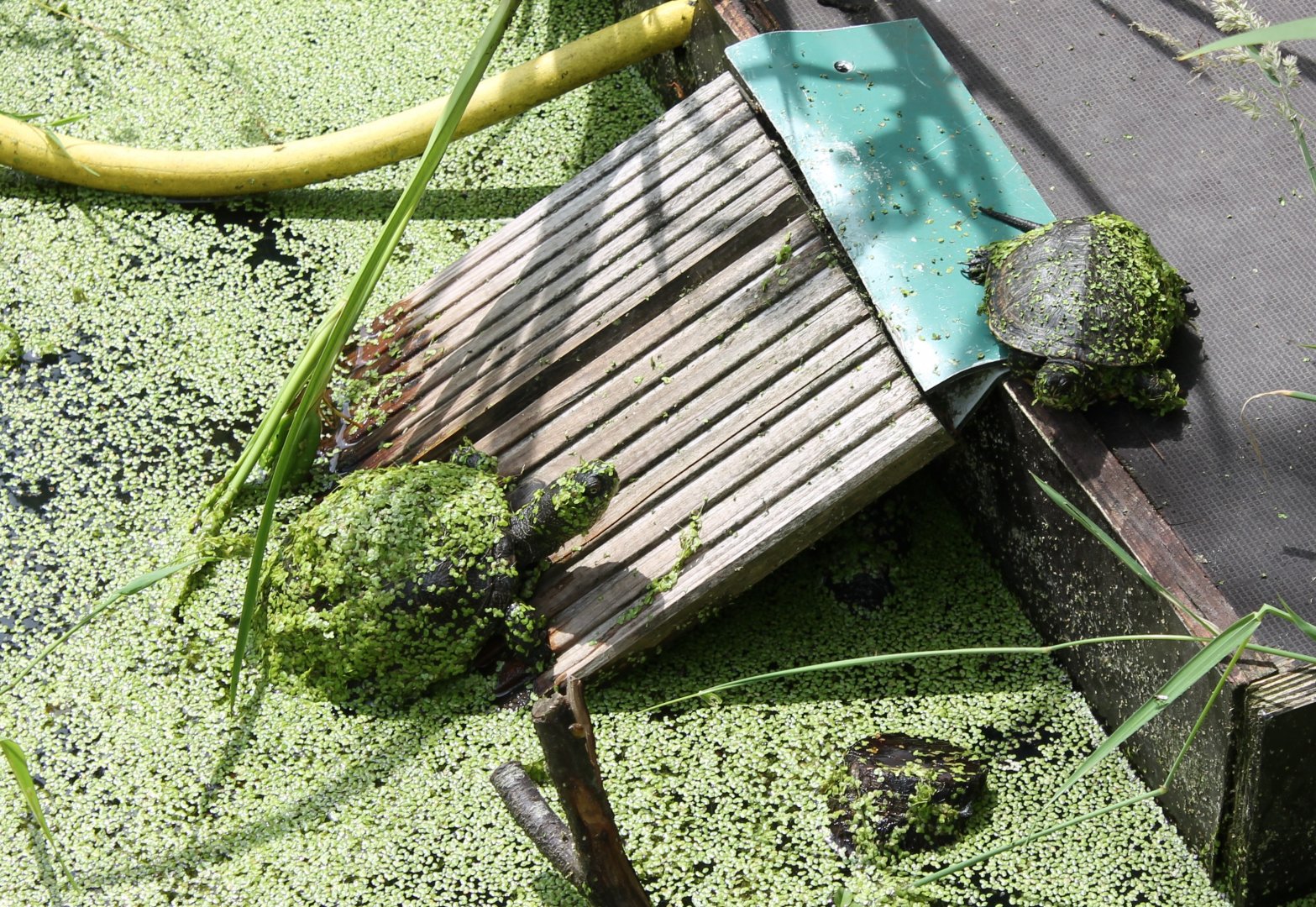 European pond turtles