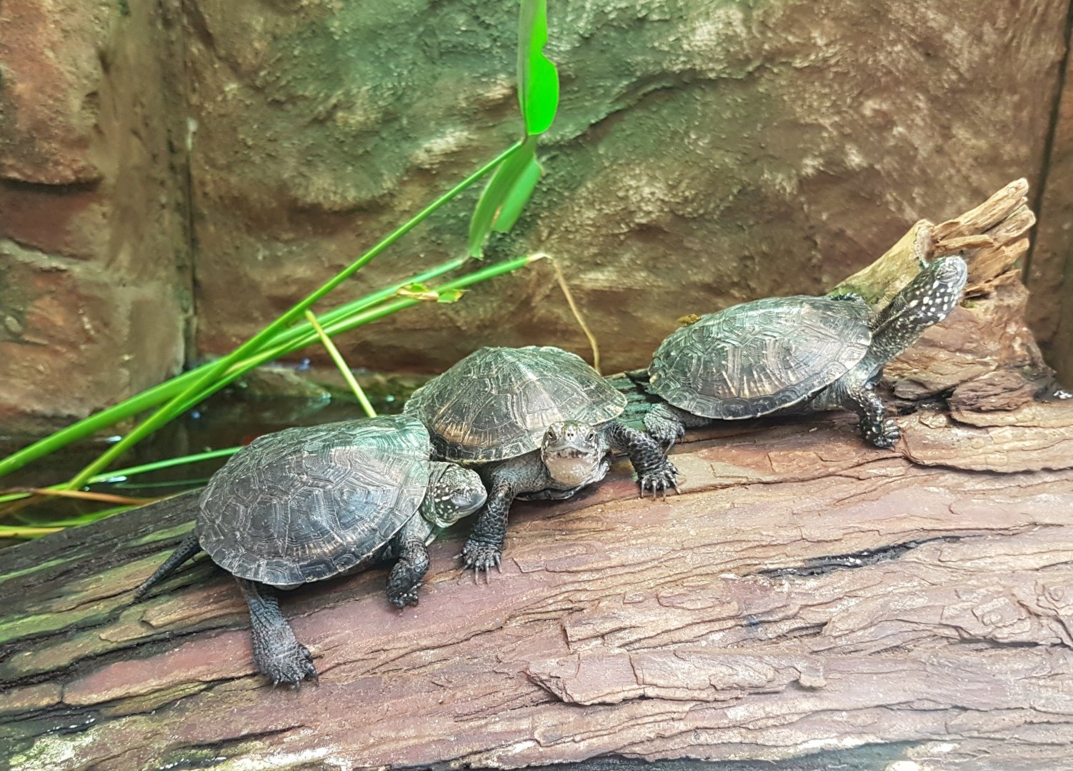 European pond turtles