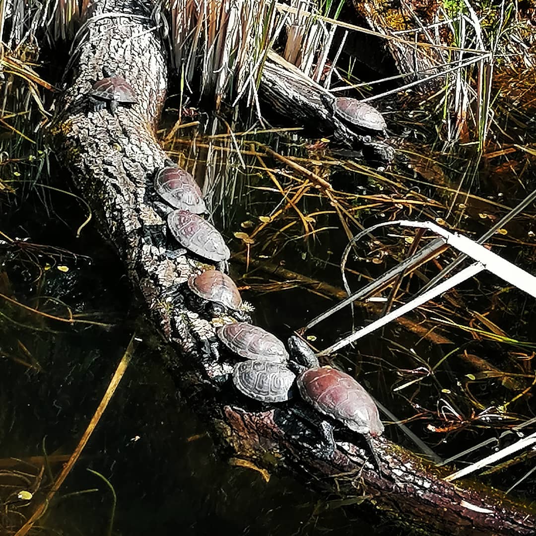European pond turtles
