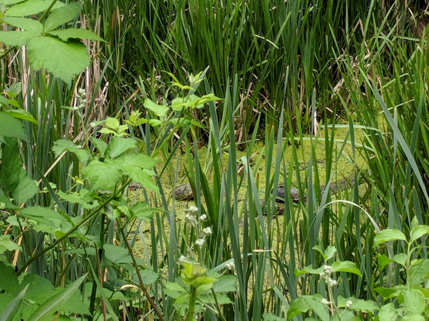 European Pond Turtles