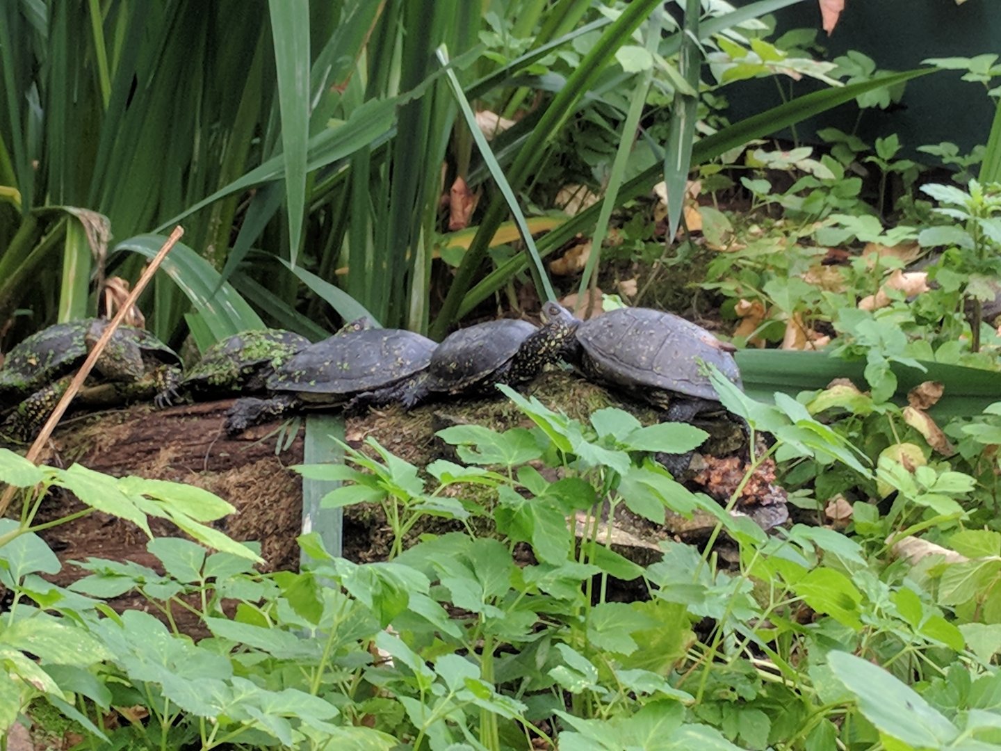 European Pond Turtles