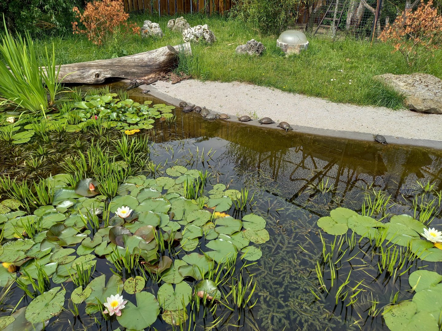 European pond turtles