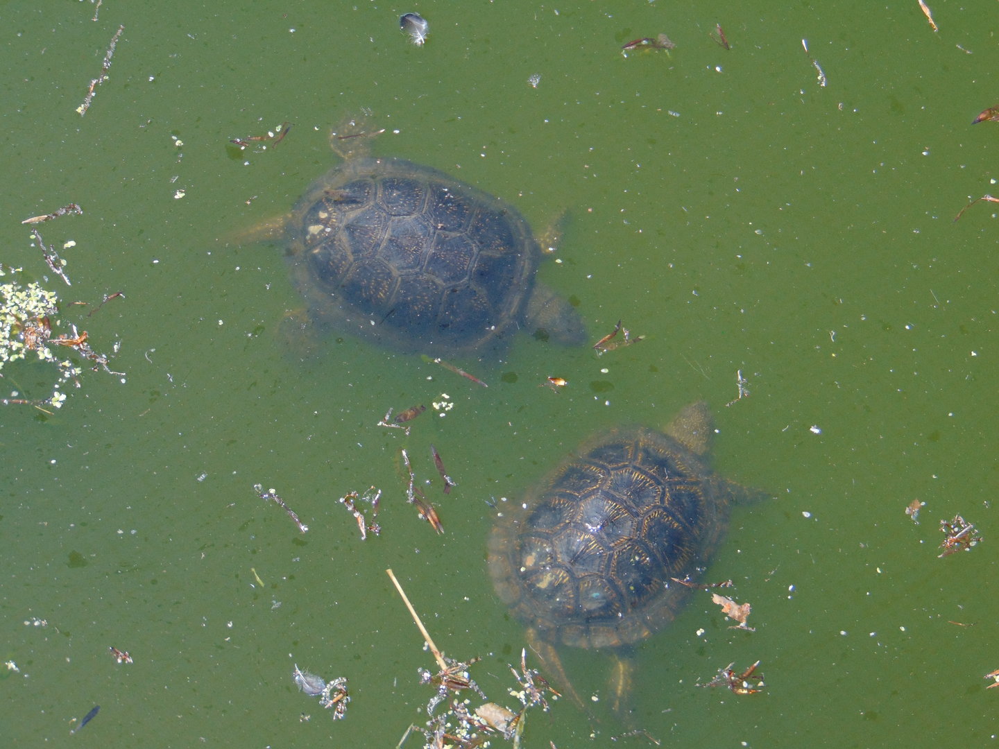 European Pond Turtles