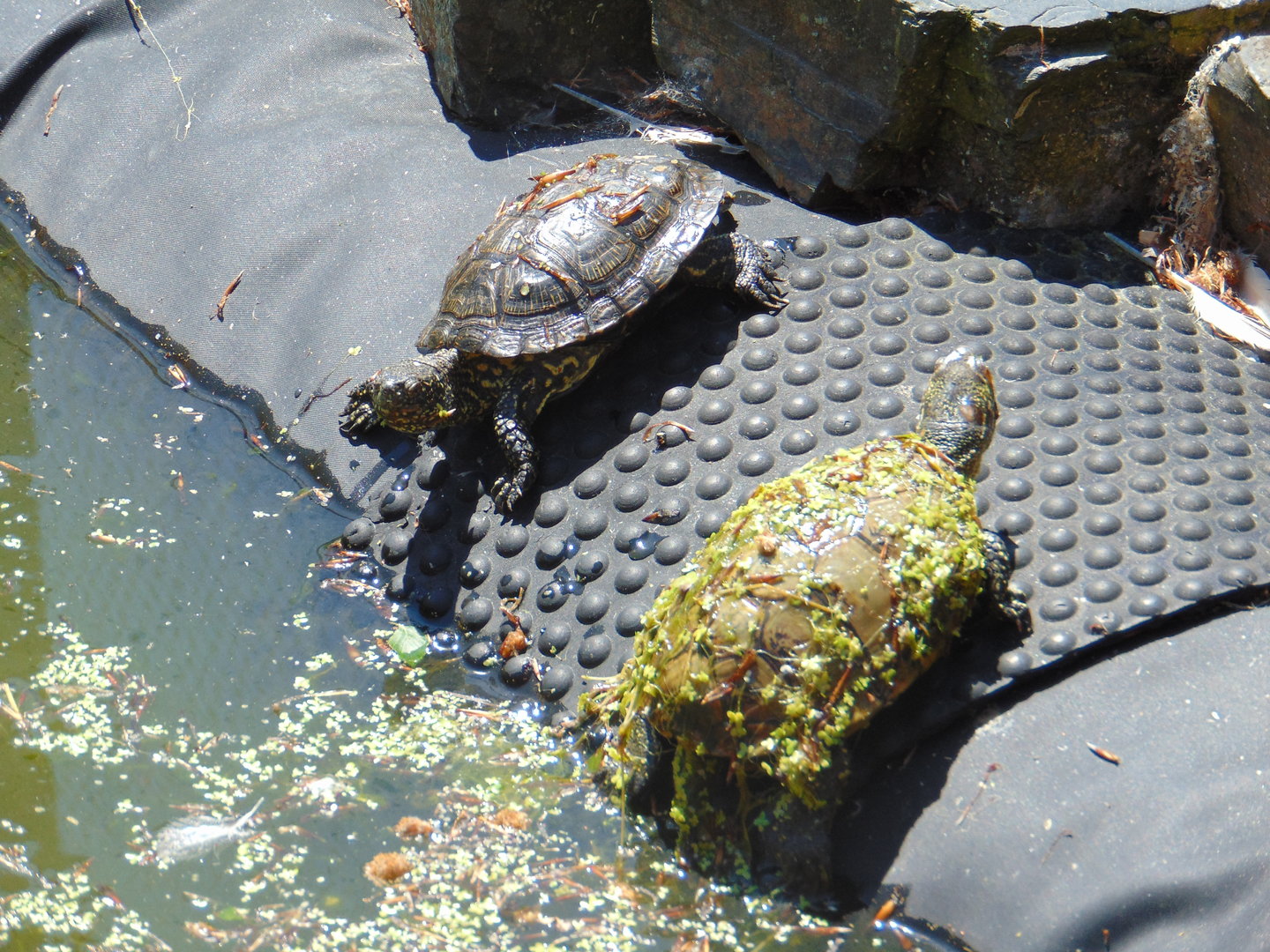 European Pond Turtles