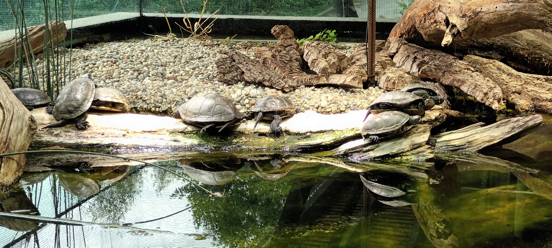 European pond Turtles