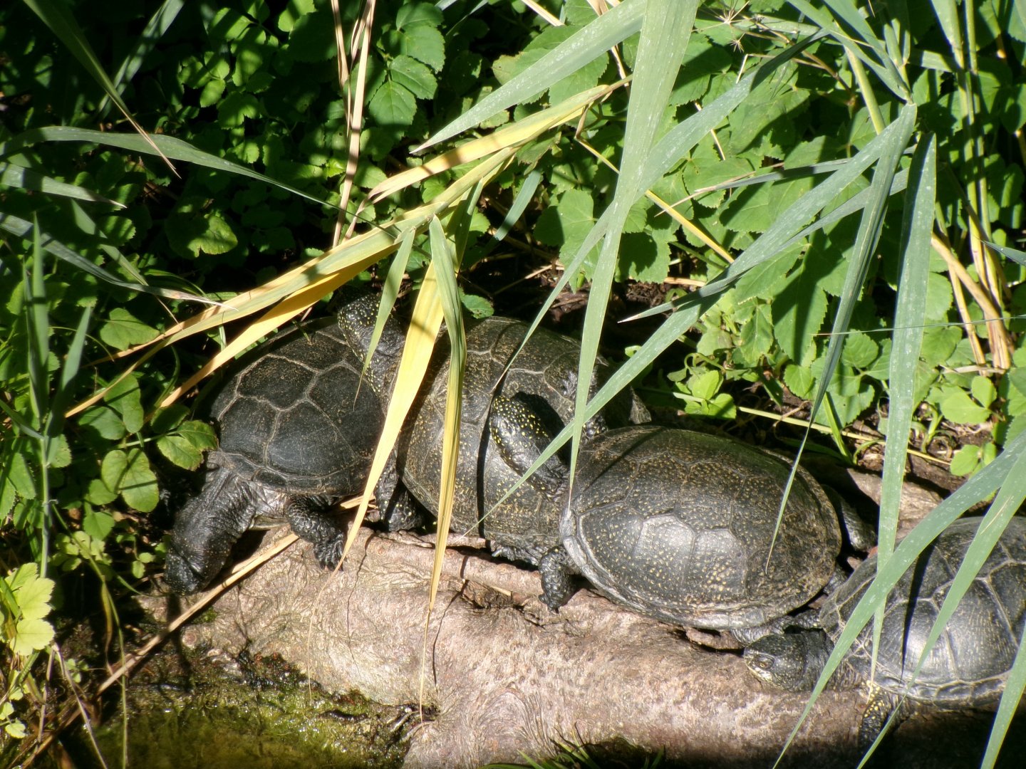 European pond turtles