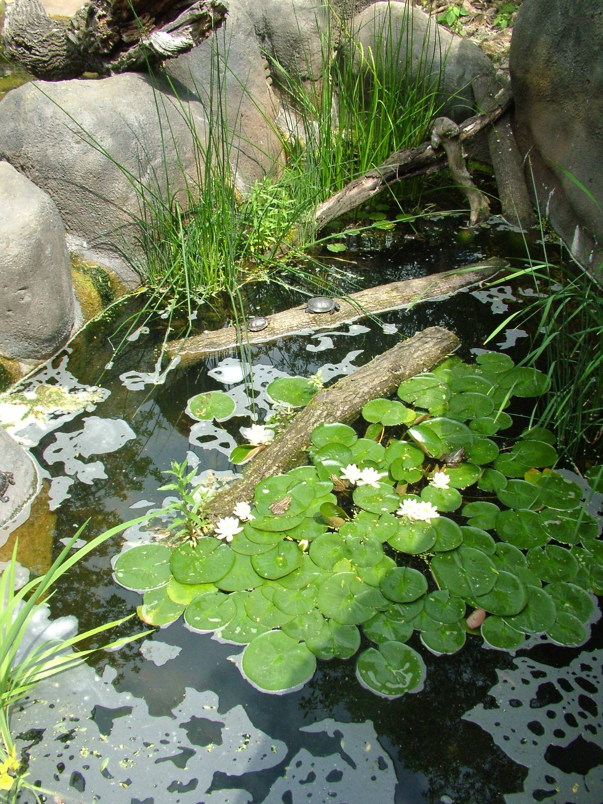 European pondlife exhibit at Prague, 24/05/10