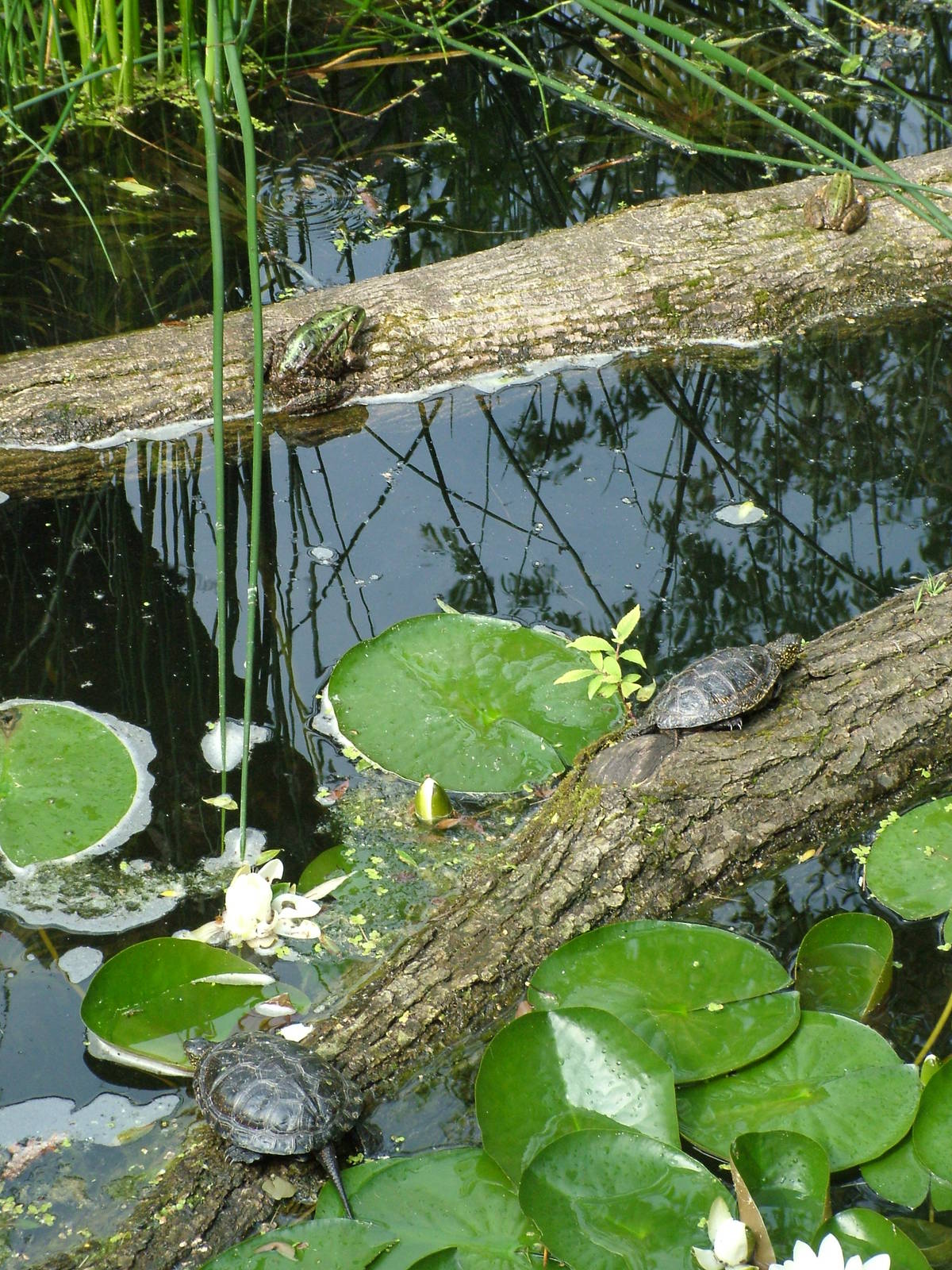European pondlife exhibit at Prague, 24/05/10