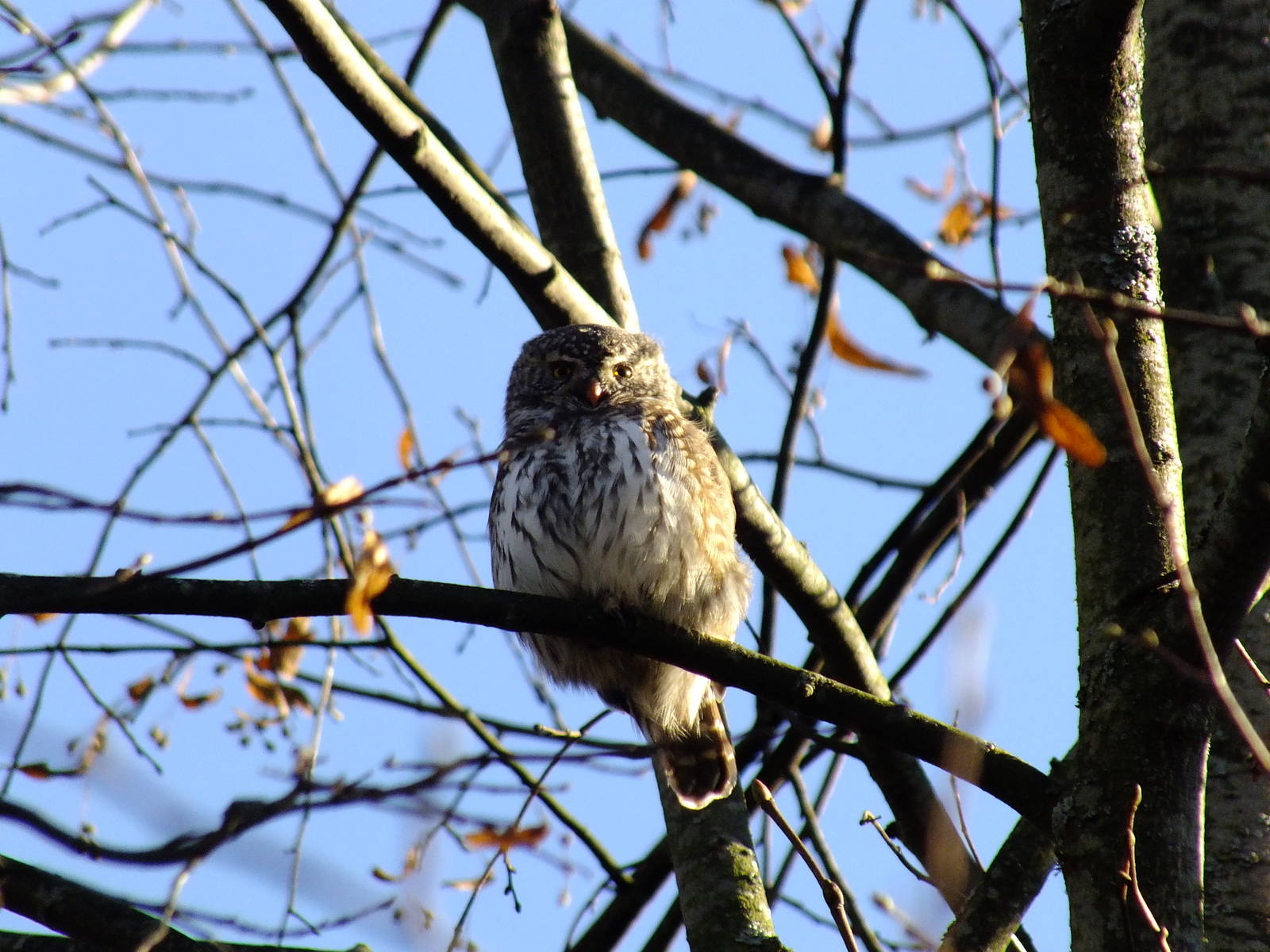 European Pygmy Owl?