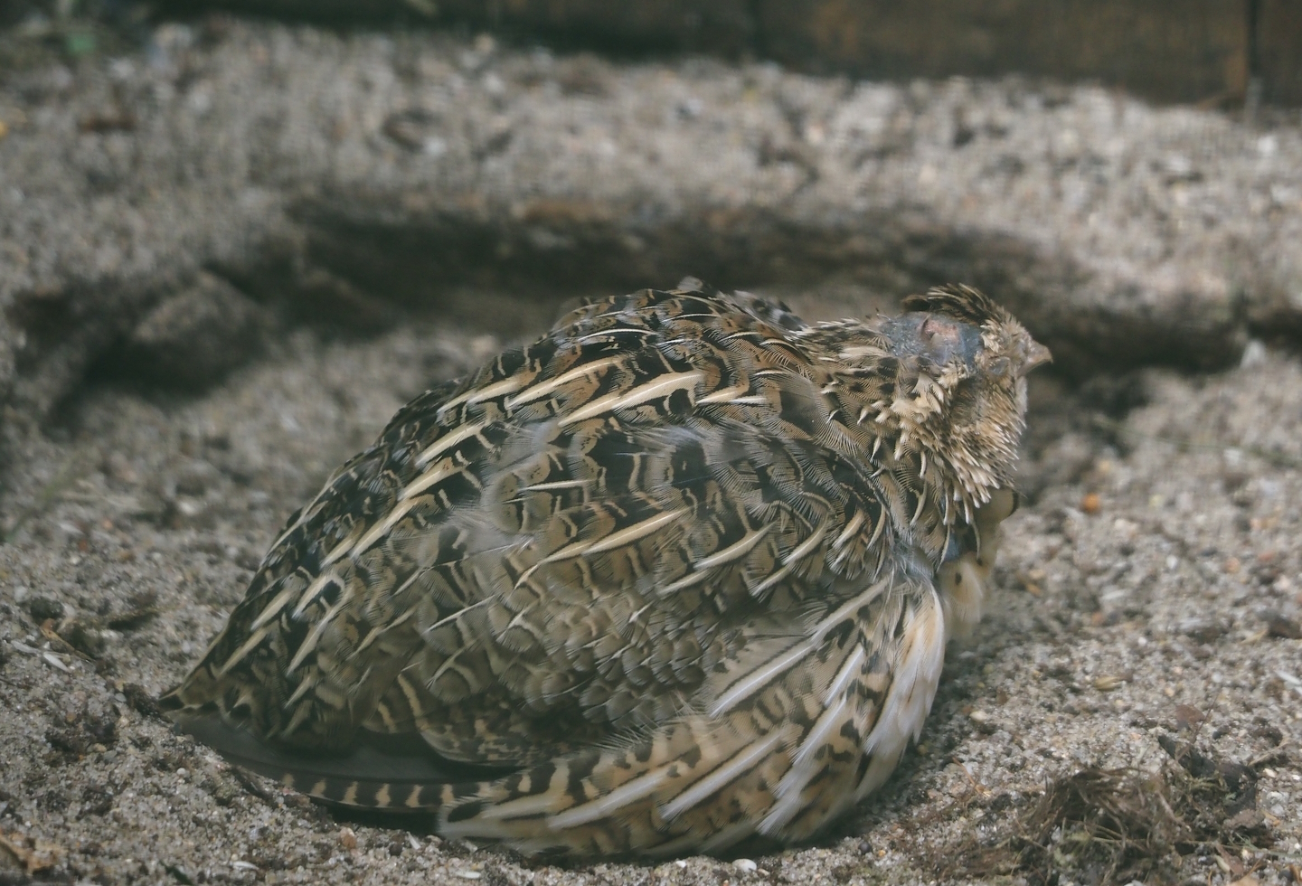 European quail (Coturnix coturnix coturnix), 2024-05-23