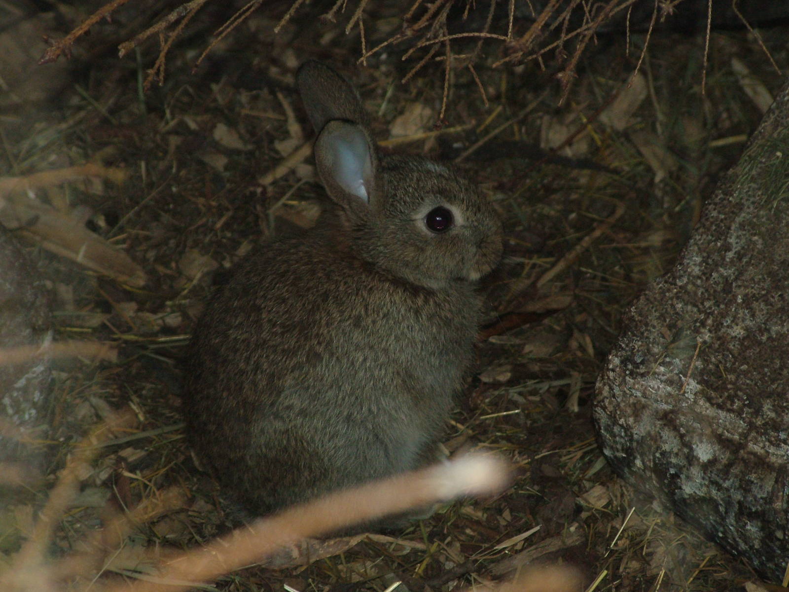 European Rabbit at Ohrada, 26/05/10