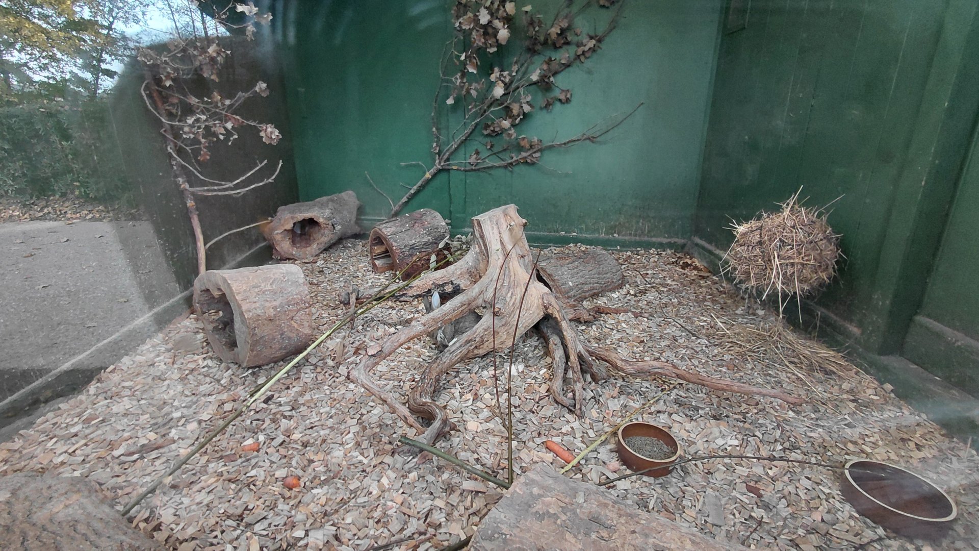 European rabbit exhibit